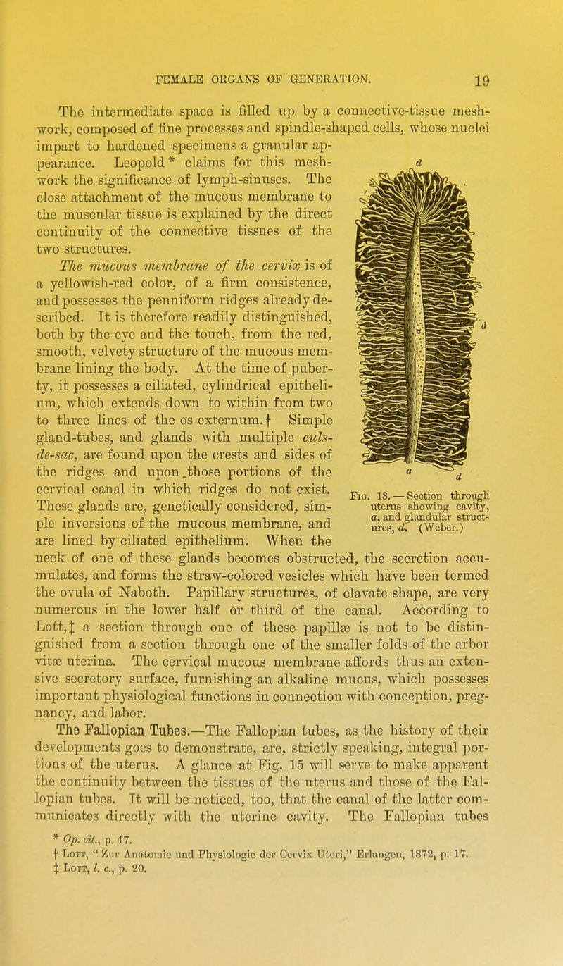 The intermediate space is filled np by a connective-tissue mesh- work, composed of fine processes and spindle-shaped cells, whose nuclei impart to hardened specimens a granular ap- pearance. Leopold* claims for this mesh- work the significance of lymph-sinuses. The close attachment of the mucous membrane to the muscular tissue is explained by the direct continu.ity of the connective tissues of the two structures. TJie mucous membrane of the cervix is of a yellowish-red color, of a firm consistence, and possesses the penniform ridges already de- scribed. It is therefore readily distinguished, both by the eye and the touch, from the red, smooth, velvety structure of the mucous mem- brane lining the body. At the time of puber- ty, it possesses a ciliated, cylindrical epitheli- um, which extends down to within from two to three lines of the os externum, f Simple gland-tubes, and glands with multiple culs- de-sac, are found upon the crests and sides of the ridges and upon .those portions of the cervical canal in which ridges do not exist. These glands are, genetically considered, sim- ple inversions of the raucous membrane, and are lined by ciliated epithelium. When the neck of one of these glands becomes obstructed, the secretion accu- mulates, and forms the straw-colored vesicles which have been termed the ovula of Naboth. Papillary structures, of clavate shape, are very numerous in the lower half or third of the canal. According to LottjJ a section through one of these papillte is not to be distin- guished from a section through one of the smaller folds of the arbor vit£e uterina. The cervical mucous membrane affords thus an exten- sive secretory surface, furnishing an alkaline mucus, which possesses important physiological functions in connection with conception, preg- nancy, and labor. The Fallopian Tubes.—The Fallopian tubes, as the history of their developments goes to demonstrate, are, strictly speaking, integral por- tions of the uterus. A glance at Fig. 15 will serve to make ajoparent the continuity between the tissues of the uterus and those of the Fal- lopian tubes. It will be noticed, too, that the canal of the latter com- municates directly with the uterine cavity. The Fallopian tubes * Op. cil., p. 47. f LoTT,  Ziir Anatoraie und Physiologie der Cervix Uteri, Eriangen, 1872, p. 17. X LoTT, I. c, p. 20. Fig. 13. — Section throiigli uterus showing cavity, a, and glandular struct- ures, d. (Weber.)