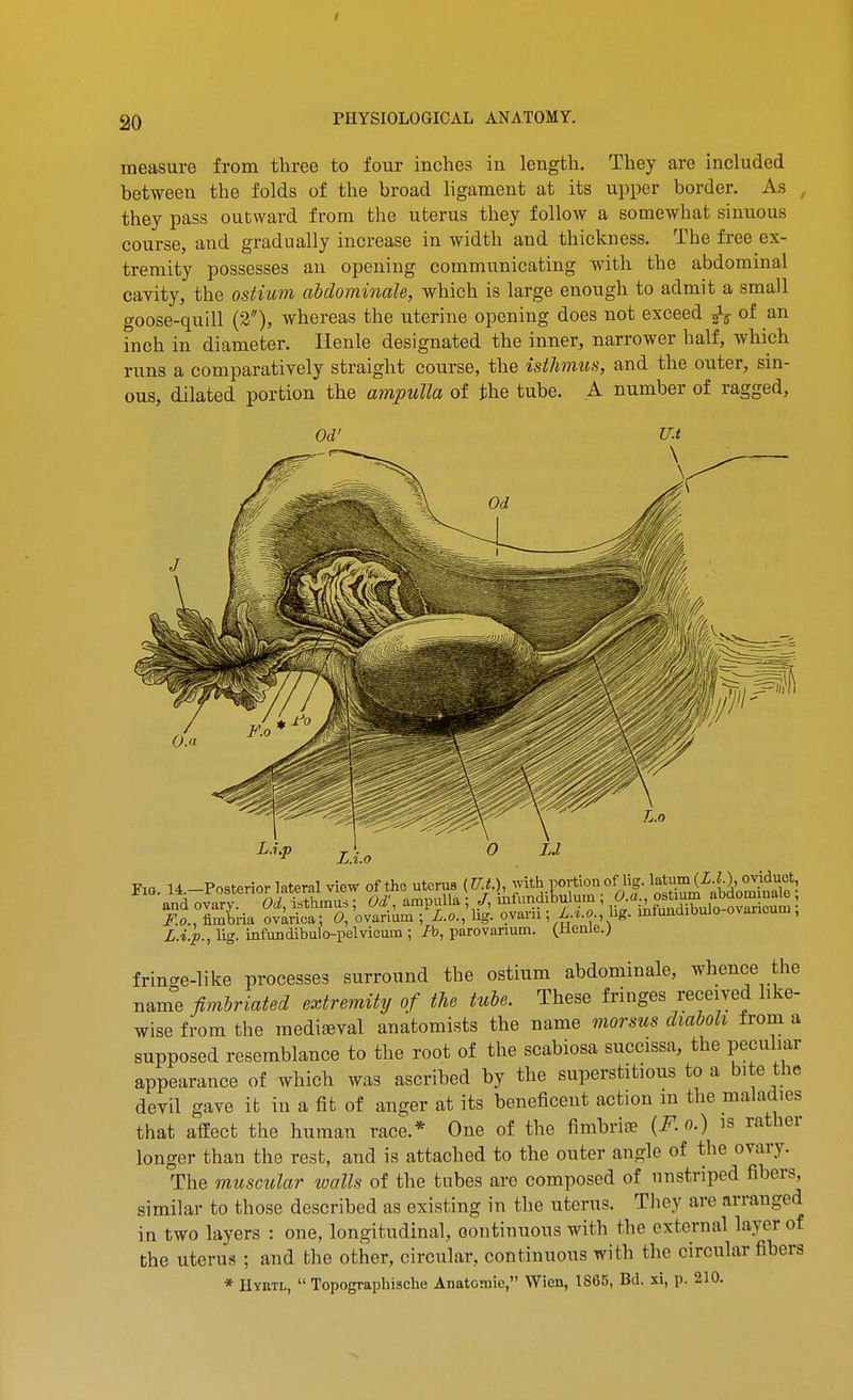 measure from three to four inches in length. They are included between the folds of the broad ligament at its upper border. As , they pass outward from the uterus they follow a somewhat sinuous course, and gradually increase in width and thickness. The free ex- tremity possesses an opening communicating with the abdominal cavity, the ostium abdominale, which is large enough to admit a small goose-quill (2), whereas the uterine opening does not exceed ^ of an inch in diameter. Ilenle designated the inner, narrower half, which runs a comparatively straight course, the isthmus, and the outer, sin- ous, dilated portion the ampulla of the tube. A number of ragged. L.i.p L.i.o ,3^^; F.O., fimbria ovarica; 0, ovarium ; L.o., lig. ovarii ; X.*.o., lig. infundibulo ovaricum , L.i.p., lig. infundibulo-pelvicum ; Fo, parovanum. (Henle.) fringe-like processes surround the ostium abdominale, whence the name fimbriated extremity of the tube. These fringes received like- wise from the medieval anatomists the name morsus diaboh from a supposed resemblance to the root of the scabiosa suceissa, the peculiar appearance of which was ascribed by the superstitious to a bite the devil gave it in a fit of anger at its beneficent action m the maladies that affect the human race.* One of the fimbriae {F.o.) is rather longer than the rest, and is attached to the outer angle of the ovary. The muscular walls of the tubes are composed of nnstriped fibers, similar to those described as existing in the uterus. They arc arranged in two layers : one, longitudinal, oontinuous with the external layer of the uterus ; and tlie other, circular, continuous with the circular fibers * IlYRTL,  Topographische Anatotnie, Wien, 1866, Bd. xi, p. 210.