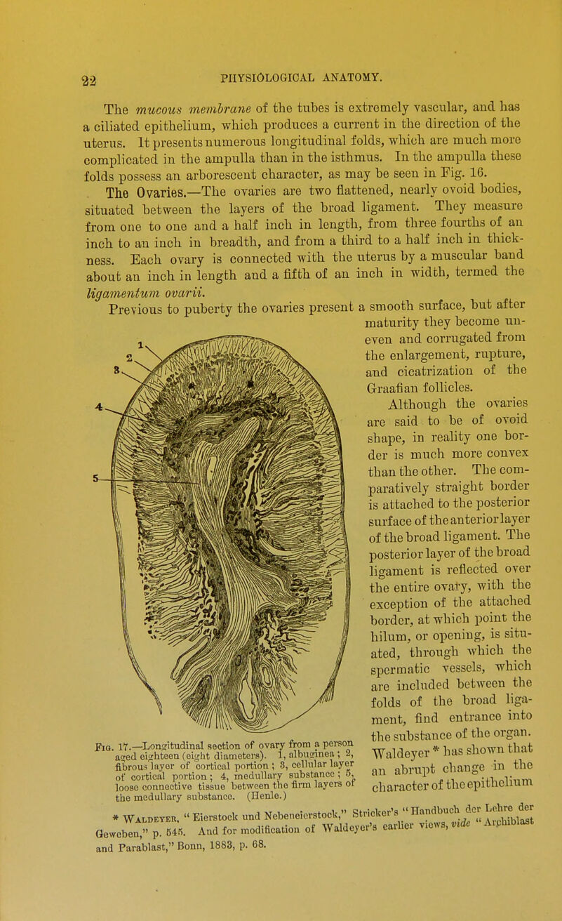 The mucous memhrane of the tubes is extremely vascular, and has a ciliated epithelium, which produces a current in the direction of the uterus. It presents numerous longitudinal folds, which are much more complicated in the ampulla than in the isthmus. In the ampulla these folds possess an arborescent character, as may be seen in Fig. 16. The Ovaries.—The ovaries are two flattened, nearly ovoid bodies, situated between the layers of the broad ligament. They measure from one to one and a half inch in length, from three fourths of an inch to an inch in breadth, and from a third to a half inch in thick- ness. Each ovary is connected with the uterus by a muscular band about an inch in length and a fifth of an inch in width, termed the ligamentum ovarii. Previous to puberty the ovaries present a smooth surface, but after maturity they become un- nn|5^^^j?»»„^ even and corrugated from the enlargement, rupture, and cicatrization of the Graafian follicles. Although the ovaries are said to be of ovoid shape, in reality one bor- der is much more convex than the other. The com- paratively straight border is attached to the posterior surface of the anterior layer of the broad ligament. The posterior layer of the broad ligament is reflected over the entire oval-y, with the exception of the attached border, at which point the hilum, or opening, is situ- ated, through Avhich the spermatic vessels, which are included between the folds of the broad liga- ment, find entrance into „ the substance of the organ. FiQ. 17.—Lonjritudinal section of ovary from ft person * i-,.,o clinwii that a^ed eijrhteen (ei<rht diameters). 1, nlbuLinea ; 2, Waldeyer * has snown Liiai, fibrous layer of cortical portion ; 8, cellular layer „hvnnt cliangC in the of cortical portion; 4, medullary substance; 5 an aDlupt ciui ^ loose connective tissue between the firm layers ot character of thc epitncnuiu the medullary substance. (Ilenle.) * Waldeteu. Eierstocl; und Nebeneicrstock, Strieker's Handbueh dcr Lejvre der Gewoben, P 5«. And for modiacation of Waldeyer's earlier views, v^dc A.plublast and Para'blast, Bonn, 1883, p. 68.