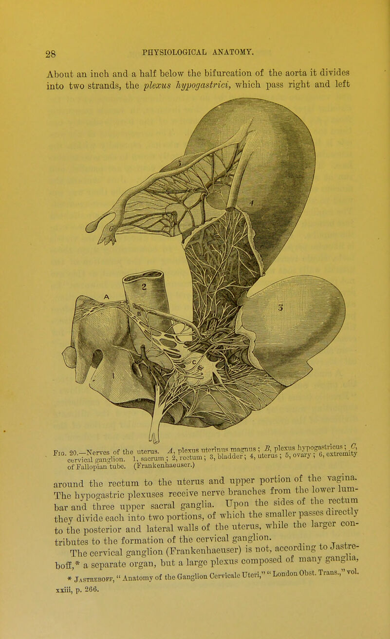 Aboiit an inch and a half below the bifurcation of the aorta it divides into two strands, the plexus hypogastrici, which pass right and left of Fallopian'tubc. (Frankenhaeuser.) around the rectum to the uterus and upper portion of the vagina. The hypogastric plexuses receive nerve branches from tho lower lum- bar and three upper sacral ganglia. Upon the sides of the rectum they divide each into two portions, of which the smaller passes directly to the posterior and lateral walls of the uterus, while the larger con- tributes to the formation of the cervical ganghon. , T f.. The cervical ganglion (Frankenhaeuser) is not, according to Jastre- boff,* a separate organ, but a large plexus composed of many ganglia, * J.ST.EBorF,  Anatomy of tbe Ganglion Cervicale Uteri,  London Obst. Trans., vol. xxiii, p. 2 66.