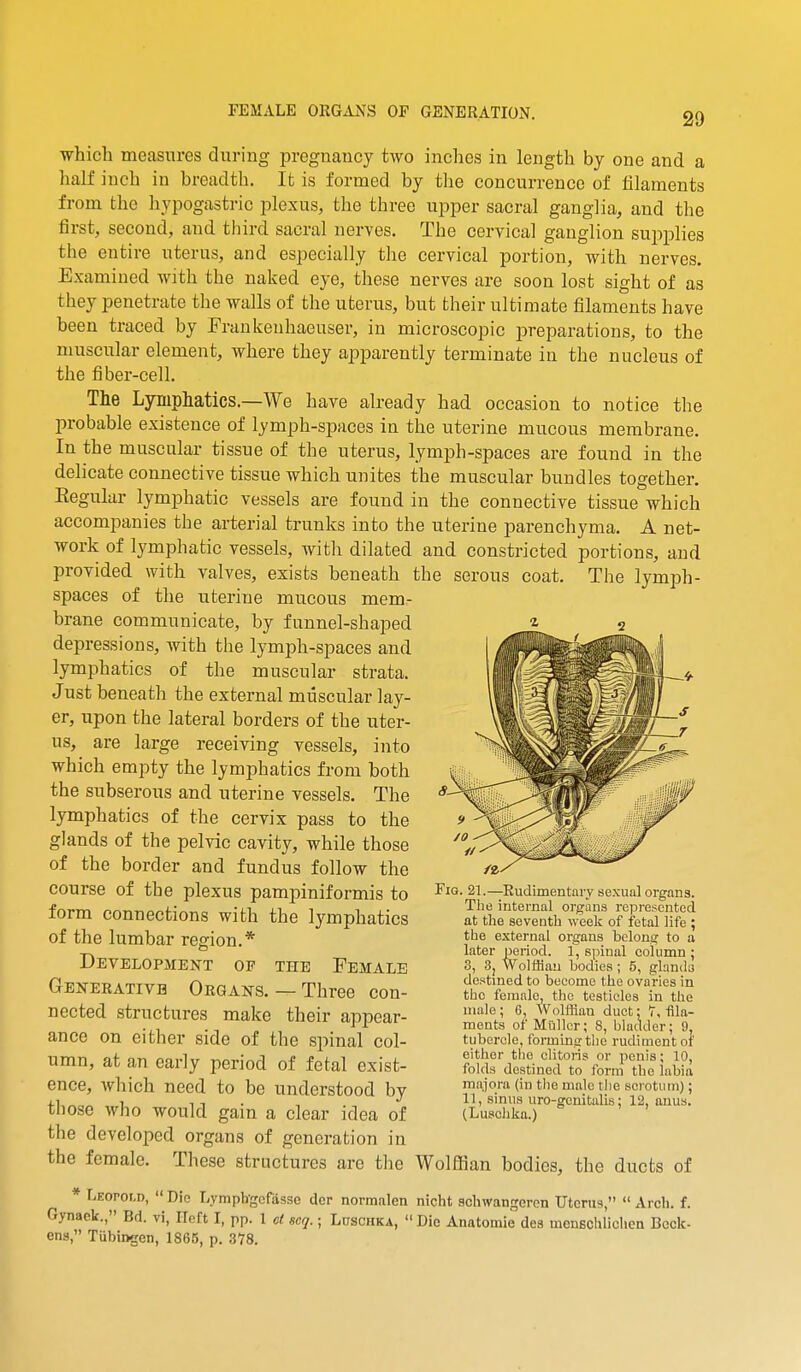 which measures during pregnancy two inches in length by one and a half inch in breadth. It is formed by the concurrence of filaments from the hypogastric plexus, the three upper sacral ganglia, and the first, second, and tl^ird sacral nerves. The cervical ganglion supplies the entire uterus, and especially the cervical portion, with nerves. Examined with the naked eye, these nerves are soon lost sight of as they penetrate the walls of the uterus, but their ultimate filaments have been traced by Frankenhaeuser, in microscopic iDreparations, to the muscular element, where they apparently terminate in the nucleus of the fiber-cell. The Lymphatics.—We have already had occasion to notice the probable existence of lymph-spaces in the uterine mucous membrane. In the muscular tissue of the uterus, lymph-spaces are found in the delicate connective tissue which unites the muscular bundles together. Eegular lymphatic vessels are found in the connective tissue which accompanies the arterial trunks into the uterine parenchyma. A net- work of lymphatic vessels, with dilated and constricted portions, and provided with valves, exists beneath the serous coat. The Ivmph- spaces of the uterine mucous mem- brane communicate, by funnel-shaped depressions, with the lymph-spaces and lymphatics of the muscular strata. Just beneath the external muscular lay- er, upon the lateral borders of the uter- us, are large receiving vessels, into which empty the lymphatics from both the subserous and uterine vessels. The lymphatics of the cervix pass to the glands of the pelvic cavity, while those of the border and fundus follow the course of the plexus pampiniformis to form connections with the lymphatics of the lumbar region.* Dbvelopmen-t op the Female Generative Organs. — Three con- nected structures make their appear- ance on either side of the spinal col- umn, at an early period of fetal exist- ence, which need to be understood by those who would gain a clear idea of the developed organs of generation in the female. These structures are the Wolffian bodies, the ducts of * Leopold, Die Lymphgcfiisse der normalen nicht acliwangcren Uterus, Arch. f. Gynaek., Bd. vi, Ileft I, pp. 1 ct scq.; Luschka,  Die Anatomic dea menBchliclien Beck- ens, Tubingen, 1865, p. 378. Fig. 21.—Rudimentary sexual organs. The internal organs represented at the seventh week of fetal life ; the external organs belong to a later period. 1, spinal column ; 3, 3, Wolfflau bodies ; 5, glands destined to become the ovaries in the female, the testicles in the male ; 6, Wolffian duet: T, fila- ments of Milllcr; 8, bladder; 9, tubercle, foi-mlng tlio rudiment of either the clitoris or penis; 10, folds destined to form the labia majora (in the male the scrotum); 11, sinus uro-gcnitalis; 12, anus. (Luschka.)