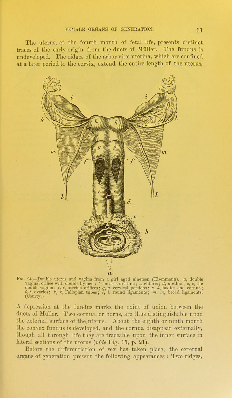 The uterus, at the fourth month of fetal life, presents distinct traces of the early origin from the ducts of Miiller. The fundus is undeveloped. The ridges of the arbor vitse uterina, which are confined at a later period to the cervix, extend the entire length of the uterus. Fig. 24.—Double uterus atid vagina from a girl aged nineteen (Eisenmann). a, double vaginal orifice with double hymen ; 6, meatus urothraj; c, clitoris ; c?, uretlira ; e, e, the double vagina: /,/, uterine oriflces; ff, ff, cervical portions; /*, A, bodies and cornua; *, «, ovaries; «, a;, Fallopian tubes; ^, round ligaments; wi, wi, broad ligaments. (Oourty.) A depression at the fundus marks the jioint of union between the ducts of Miiller. Two cornua, or horns, are thus distinguishable uj)on the external surface of the,uterus. About the eighth or ninth month the convex fundus is developed, and the cornua disappear externally, though all through life they are traceable upon the inner surface in lateral sections of the uterus {vide Fig. 15, p. 31). Before the differentiation of sex has taken place, the external organs of genei'ation present the following appearances : Two ridges,