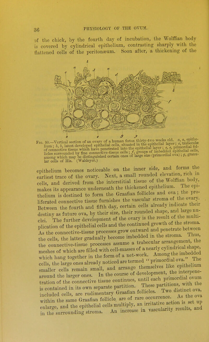 PHYSIOLOGY OF THE OVUM. of the chick, by the fourth day of incubation, the Wolffian body is covered by cylindrical epithelium, contrasting sharply with the flattened cells of the peritonajum. Soon after, a thickening of the Fig 30 —Vertical section of an ovarv of a human fffitus tliirty-two weeks old. a, «t epi^h^^ liL • n Tatest developed epithelial cells, situated in the epithelial layer; trabecule Connective tlsue which have penetrated'into the epithelia'l layer ; . primo^^^^^^^^ licles surrounded by fine connective-tissue cells ; /, groups of imbedded eP™al ^^^^ amonrwMch may be distinguished certain ones of large size (primordial ova), gianu lar cells of His. (Waldeyer.) epithelium becomes noticeable on the inner side, and forms the earliest trace of the ovary. Next, a small ^o^^ded elevation, rich in cells, and derived from the interstitial tissue of the Wolffian bod^ makes its appearance underneath the thickened epithelium. Ihe epi- thelium is destined to form the Graafian follicles and ova; the pro- liferated connective tissue furnishes the vascular f Between the fourth and fifth day, certain cells already ^^^icat^^^^^^^^^^ destiny as future ova, by their size, their rounded ^^^^P^'^f ff ^ clei. The further development of the ovary is the result of ^Ij^ multi- plication of the epithelial cells and the continued growth of ^e b o^a^ As the connective-tissue processes grow outward and penetrate bet^^ een the cells, the latter gradually become imbedded m the ^^-n a^^ J^^^^^^ the coniective-tissue processes assume a meshes of which are filled with cell-masses of a nearly ^J^^^f ^^^^^^^^^^ which hang together in the form of a net-work. Among the imbedded the ifrge ones already noticed are termed primoi^ial ova. Tl^ smaller cells%emain small, and ^S^^^^^^^^eTnt™^^ around the larger ones. In the course of <i«\^«P™,^^^^^^^^^^^^ tration of the connective tissue continues, until each F^^^^^^^^^^ is contained in its own separate partition. These P-^\^«^ ' ^^^^^^^ ncluded cells, are rudimentary ^-afian follicles T^^^ 'it 0 0; within the same Graafian follicle are of ^ up Ilarge, and tl. epit^elM cellsmuUip^a^^^^^ in the surrounding stroma. An mcieabc m >a j