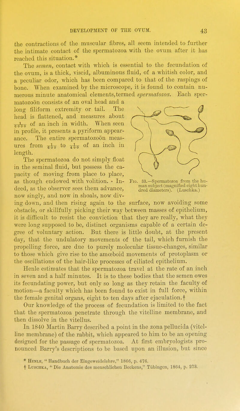 the contractions of the muscular fibres, all seem intended to further the intimate contact of the spermatozoa with the ovum after it has reached this situation.* The semen, contact with which is essential to the fecundation of the ovum, is a thick, viscid, albuminous fluid, of a whitish color, and a peculiar odor, which has been compared to that of the raspings of bone. When examined by the microscope, it is found to contain nu- merous minute anatomical elements, termed spermatozoa. Each sper- matozoon consists of an oval head and a long filiform extremity or tail. The head is flattened, and measures about ^„Vo ^^1^ width. When seen in profile, it presents a pyriform appear- ance. The entire spermatozoon meas- ures from -jj-J-g- to of an inch in length. The spermatozoa do not simply float in the seminal fluid, but possess the ca- j)acity of moving from place to place, as though endowed with volition. • In- Fig. 33.—Speimatozoa from the hu- T 1 1 IT T man subject (maffnifiedeiffhthun- deed, as the observer sees them advance, ^red diameters). (Lusdika.) now singly, and now in shoals, now div- ing down, and then rising again to the surface, now avoiding some obstacle, or skillfully picking their way between masses of epithelium, it is difficult to resist the conviction that they are really, what they were long supposed to be, distinct organisms capable of a certain de- gree of voluntary action. But there is little doubt, at the present day, that the undulatory movements of the tail, which furnish the propelling force, are due to purely molecular tissue-changes, similar to those which give rise to the amoaboid movements of protoplasm or the oscillations of the hair-like processes of ciliated epithelium. Henle estimates that the spermatozoa travel at the rate of an inch in seven and a half minutes. It is to these bodies that the semen owes its fecundating power, but only so long as they retain the faculty of motion—a faculty which has been found to exist in full force, within the female genital organs, eight to ten days after ejaculation, f Our knowledge of the process of fecundation is limited to the fact that the spermatozoa penetrate through the vitelline membrane, and then dissolve in the vitellus. In 1840 Martin Barry described a point in the zona pellucida (vitel- hne membrane) of the rabbit, which appeared to him to be an opening designed for the passage of spermatozoa. At first embryologists jjro- nounced Barry's descriptions to be based upon an illusion, but since * Hknle,  Handbuch der Eingeweidclehre, 1866, p. 476. t LuscHKA,  Die Anatomie des menschlichen Beckens, Tubingen, 1864, p. 273.