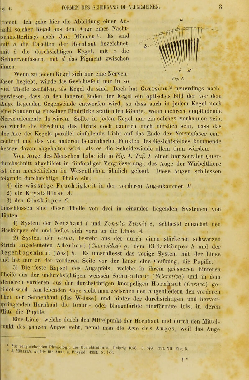 trennt. Ich gebe hier die Abbildung einer An- zahl solcher Kegel aus dem Auge eines Nacht- schnietterliugs nach Jon. Müller ^ Es sind niit a die Facetten der Hornhaut bezeichnet, mit b die durchsichtigen Kegel, mit c die •Sehnervenfasern, mit d das Pigment zwischen ihnen. Wenn zu jedem Kegel sich nur eine Nerven- faser begiebt, würde das Gesichtsfeld nur in so viel Theile zerfallen, als Kegel da sind. Doch hat Gottsche ^ neuerdings nach- gewiesen, dass an den inneren Enden der Kegel ein optisches Bild der vor dem Auge liegenden Gegenstände entworfen wird, so dass auch in jedem Kegel noch eine Sonderuug einzelner Eindrücke stattfinden köimte, wenn mehrere empfindende iNervenelemente da wären. Sollte in jedem Kegel nur ein solches vorhanden sein, iso wüi'de die Brechung des Lichts doch dadurch noch nützlich sein, dass das jder Axe des Kegels parallel einfallende Licht auf das Ende der Nervenfaser con- centrirt und das von anderen benachbarten Punlcten des Gesichtsfeldes kommende besser davon abgehalten wird, als es die Scheidewände allein thun würden. Vom Auge des Menschen habe ich in Fig. i. Taf. 1. einen horizontalen Quer- [lurchschnitt abgebildet in fünfmaliger Vergrösserung; das Auge der Wirbelthiere ist dem menschlichen im Wesentlichen ähnlich gebaut. Diese Augen schliessen ifolgende durchsichtige Theile ein: \) die wässrige Feuchtigkeit in der vorderen Augenkammer B. 2) die Krystallinse A. 3) den Glaskörper C. ümschlossen sind diese Theile von drei in einander liegenden Systemen von Häuten. 1) System der Netzhaut i und Zonula Zinnii e, schliesst zunächst den Grlaskörper ein und heftet sich vorn an die Linse A. 2) System der Uvea, besteht aus der durch einen stärkeren schwarzen Strich angedeuteten Aderhaut (Chorioidea) g, dem Ciliarkörper h und der Regenbogenhaut (Iris) b. Es umschliesst das vorige System mit der Linse md hat nur an der vorderen Seite vor der Linse eine Oeffnung, die Pupille. 3) Die -feste Kapsel des Augapfels, welche in ihrem grösseren hinteren rheile aus der undurchsichtigen weissen Sehnenhaut (Sclerotica) und in dem deineren vorderen aus der durchsichtigen knorpeligen Hornhaut (Cornea) ge- )ildet wird. Am lebenden Auge sieht man zwischen den Augenliedern den vorderen rheU der Sehnenhaut (das Weisse) und hinter der durchsichtigen und hervor- ipringenden Hornhaut die braun- oder blaugefärbte ringförmige Iris, in deren mtte die Pupille. Eine Linie, welche durch den Mittelpunkt der Hornhaut und durch den Mittel- mnkt des ganzen Auges geht, nennt man die Axe des Auges, weil das Auge ' Zur vergleichenden Physiologie des Gesichtssinnes. Leipzig 1826. S. 349 Taf VII Fie 5 J. MüLLKK's Archiv für .\nat. u. Physiol. 1852. S. 483.  ' ^ ' 1 *