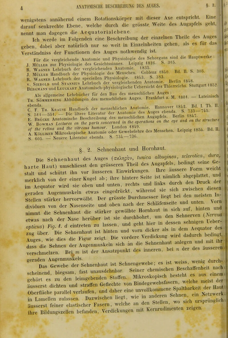 wenigstens annähernd einem Rotationskörper mit dieser Axe entspricht. Eine darauf senkrechte Ebene, welche durch die grösste Weite des Augapfels geht, nennt man dagegen die Aequatorialebene. Ich werde im Folgenden eine Beschreibung der einzelnen Theile des Auges geben, dabei aber natürlich nur so weit in Einzelnheiten gehen, als es für das Verständniss der Functionen des Auges nothwendig ist. * Für die vergleichende Anatomie und Physiologie des Sehorgans sind die Hauptwerke : ' J MÜLLER zur Physiologie des Gesiclitssinnes. Leipzig 1826. S. 315. \ R. Wagner Lehrbuch der vergleichenden Anatoniie. 1835 J. MÜLLER Handbuch der Physiologie des Menschen. Gobienz 1840. Bd. H. S. 305. R. Wagner Lehrbuch der speciellen Physiologie. 1843. b. 383. V SiEBOLD und Stannius Lelu-buch der vergleichenden Anatomie. Berlin 18+8. BERcrNN un^LucKART Anatomisch-physiologischc Uehersicht des Tluerreichs. Stuttgart 18o2. Als allgemeine Lehrbücher für den Bau des menschlichen Auges : T-teinisch i Th Sömmerring Abbildungen des menschlichen Auges. Frankfurt a. M. 1801. - Lateinisch j nf fhp rptina and tlie vitreous humour. London 1849. t • lom ma n A. i^LLiKER M^roskopische Anatomie oder Gewebelehre des Menschen. Leipzig 1854. Bd. H. S 605. — Neuere Literatur ebenda. S. 734—736. §. 2. Sehnenhaut und Hornhaut. Die Sehnenhaut des Auges (cxXvjpbv, tunica albuginea sderotica, dur^^^ harte Haut) umschliesst den grösseren Theil des Augapfels, bedmgt seme Ge- stalt und schützt ihn vor äusseren Einwirkungen. Ihre äussere Form weicht ll^h vonl einer Kugel ab; ihre hintere Seite j.^^ dämlich abg^^^^^^^^^ un im Aequator wird sie oben und unten, rechts und hnks durch den Druck der gLden ^ etwas eingedrückt, während sie . ^-^'^Jf^^^ I len stärker hervorwölbt. Der grösste Durchmesser liegt bei ^J^T^^-^ dividuen von der Nasenseite und oben nach der Schlafenseite und unt n. Vorn n mmt die Sehnenhaut die stärker gewölbte Hornhaut m sicli auf, hmt.n imd e^^s nach der Nase herüber ist sie durchbohrt, um den Sehnerven i^ervus■ Tt^Tiq 7. d eintreten zu lassen, und geht hier in dessen sehnigen Ueber- C übei Die Sehnenhaut ist hinten und vorn dicker als in ^7-;-. wie dies die Figur zeigt. Die vordere Verdickung wird dadurch bedingt,. ÄTeht: tr A4ennnis\eln «ich an die Sehnenh.it anl^^^^^^^^^^ verschmelzen. Bei m ist der Ansatzpunkt des inneren, bei n der des äusseren DasSrtr'sehneiUiaut ist Sehnengewebe; es ist weiss wenig durch-- scheine^d^Megsan. fast unausdehnbar. Seiner ^^f^^^f^::^^ ^Phört es zu den leimgebenden Stoffen. Mikroskopisch besteht es aus cinera slt diäten Li straffen Geflechte von Bindegewebsfasern w^^^^^^^ Oberfläche parallel verlaufen, und daher eine in Lamellen zulassen. Dazwischen liegt, wie m anderen ^el^en 0in ^otz^^e^ Lserst feiner elastischer Fasern, welche an den Stellen, wo J^^?''^^' ihre Bildungszellen befanden, Verdickungen mit Kernrudunenten zeigen. jt'D