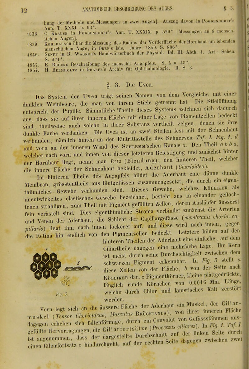 billig der Methode und Messungen an zwei Augen]. Auszug davon in Poggendorff's Ann. T. XXXI. p. 93*. , 1836. C. Krause in Poggendorff's Ann. T. XXXIX. p. S29* [Messungen an 8 menscli- 1839. KoHLliAUscHilber die Messung des Radius der Vorderfläclie^ der Hornhaut am lebenden mensclilichen Auge, in Oken's Isis. Jahrg. 1840. S. 886*■ . , ^ . „ , 18.i6. Senff in R. Wagner's Handwörterbuch der Physiol. Bd. HI. Abth. 1. Art.: bellen. S 27-1 *. 1847. E. Brücke Beschreibung des menschl. Augapfels. S. 4 u. 4ö*. 18Ö4. H. Helmiioltz in Graefe's Archiv für Ophthalmologie. H. b. 3. §. 3. Die Uvea. Das System der Uvea trägt seinen Namen von dem Vergleiche mit einer dunklen Weinbeere, die man von ihrem Stiele getrennt hat. Die Stielöffnung entspricht der Pupille. Sämmtliche TheUe dieses Systems zeichnen sich dadurch aus dass sie auf ihrer inneren Fläche mit einer Lage von Pigmentzellen bedeckt sind theilweise auch solche in ihrer Substanz vertheilt zeigen, denen sie ihre dunkle Farbe verdanken. Die Uvea ist an zwei Stellen fest mit der Sehnenhaut verbunden, nämlich hinten an der Eintrittsstelle des Sehnerven Taf. I. Fig.J. d und vorn an der inneren Wand des ScuLEMM'schen Kanals a. Den Theil abba, welcher nach vorn und innen von dieser letzteren Befestigung und zunächst hinter der Hornhaut liegt, nennt man Iris (Blendung); den hinteren TheU, welcher die innere Fläche der Sehnenhaut bekleidet, Aderhaut {Chonoidea). Im hinteren Theile des Augapfels bildet die Aderhaut eine dumie dunkle Membran grösstentheils aus Blutgefässen zusammengesetzt^ die durch em eigen- thümliches Gewebe verbunden smd. Dieses Gewebe, welches Kolliker a^ unentwickeltes elastisches Gewebe bezeichnet, besteht aus in einander gefloch- tenen strahligen, zum Theil mit Pigment gefüllten Zellen, deren Auslaufer aussers fein verästelt sind. Dies eigenthümliche Stroma verbmdet zunächst die Arteiicn und Venen der Aderhaut, die Schicht der Capillargefässe {memhrana chono-ca- villaris) liegt ihm nach innen lockerer auf, und diese wird nach innen, gegen Äin Wn endlich von den Pigmentzellen bedeckt. Letztere bU en au den ^'^ hinteren Theilen der Aderhaut eine einfache, auf dem Ciliartheile dagegen eine mehrfache Lage. Dir Kern ikikik ist meist durch seine Durchsichtigkeit zwischen dem JSSKSl ^ schwarzen Pigment erkemibar. In Fig. 5 stellt a magf JSSilSimi: fliege Zellen von der Fläche, b von der Seite nacli r,. KÖLLiKER dar, c Pigmentkörner, kleine plattgedrückte. '^C länglich runde Körnchen von 0,0016 Mm. Län?.^ welche durch Chlor und kaustisches Kali zerstört werden. Vnrn l.^t sich an die äussere FISche der Aderhaut ein Musice . der Ciliar- dagegen er„o,.e„ sieh f^'t-^^jf«- ^'-t^ret , gefüllte Hervorragungen, die Cihartortsatze t''«^^ „ . , , fst angenommen' dass der »»'^'■^.tl'seUe ,«eK  n^^^I^^^ einen Cili.arfortsalz c hindurchgeht, auf der rechten Se.te dagegen zwucne