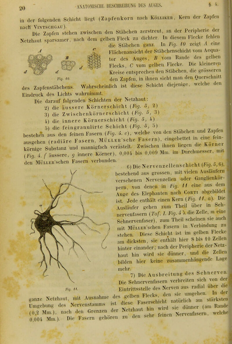 in der folgendeu Schicht liegt (Zapfenkorn nach Kölliker, Kern der Zapfen nach ViNTscnoAu). . v • i Die Zapfen stehen zwischen den Stäbchen zerstreut, an der Peripherie der Netzhaut sparsamer, nach dem gelben Fleck zu dichter. In diesem Flecke fehlen die Stäbchen ganz. In Fig. 10 zeigt A eine Flächenansicht der Stäbchenschiclit vom Äequa- tor des Auges, B vom Rande des gelben Flecks, C vom gelben Flecke. Die kleineren Kreise entsprechen den Stäbchen, die grösseren den Zapfen, in ihnen sieht man den Querschnitt des Zapfenstäbchens. Wahrscheinlich ist diese Schicht diejenige, welche den Eindruck des Lichts wahrnimmt. Die darauf folgenden Schichten der Netzhaut: ^i) die äussere Körnerschicht {Fig. 3, 2) 3) die Zwischenkörnerschicht (Fig. S, 3) 4) die innere Körnerschicht {Fig. S, 4) 5) die feingranulirte Schicht 5, o) bestehet us den feinen Fasern [Fig. 4. e), welche von den Stäbchen und Zapfen arsgeh^x (radiäre Fasern, MÜL.EK'sche Fasern), eingebettet in eine fem- körnige Substanz und mannigfach verästelt. Zwischen ihnen liegen die Korner \7i^ i f äussere, g innere Körner), 0,004 bis 0,009 Mm. im Durchmesser, mit den M^L.KK'schen Fasern verbunden. ^.^ (H,. 6), bestehend aus grossen, mit Aielen Auslaufern versehenen Nervenzellen oder Ganglienkor- pern, von denen in Fig. 41 eine aus dem Auge des Elephanten nach Corti abgebildet ist Jede enthält einen Kern {Fig. 11. a). Die Ausläufer gehen zmn Theil über in Seh- nervenfasern {Taf. I. Fig. i \ die Zelle, m eme Sehnervenfaser), zum Theil scheinen sie auch mit MÜLLER'scheu Fasern in Verbindung zu stehen Diese Schicht ist im gelben Flecke am dicksten, sie enthält hier 8 bis 10 Zellen hinter einander; nach der Peripherie der Netz haut hin wird sie dünner, und die Zelle bilden hier keine zusammenhängende Lag mehr. 7) Die Ausbreitung des Sehnerven: Die Sehnervenfasern verbreiten sich von de Eintrittsstelle des Nerven aus radial über di Net...,., ,„lt A.»na,„,,e ... .e.c„ FK*^^ Umgebung .Ics Nervcnstamms M Aese l''^^'^' R,„d (0.4 M,n.). nach den Grenzen <ler ^ „ LvenfaJn, welch 0,004 Mm.). Die Fasern geboren zu den sinr Mg. H.