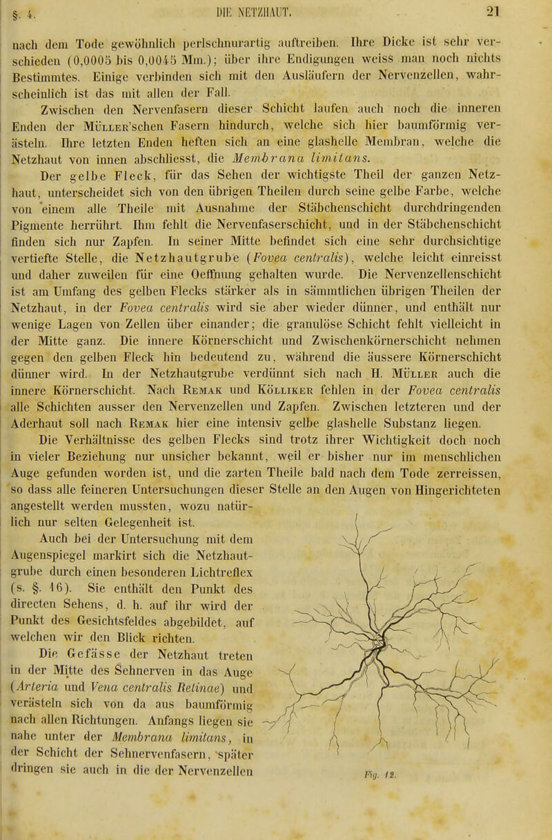 nach dem Tode gewöhnlich perlschnurartig auftreiben. Ihre Dicke ist sehr ver- schieden (0,0005 his 0,0045 Mm.); über ihre Endigungen weiss man noch nichts Bestimmtes. Einige verbinden sich mit den Ausläufern der Nervenzellen, wahr- scheinlich ist das mit allen der Fall. Zwischen den Nervenfasern dieser Schicht laufen auch noch die inneren Enden der MÜLLER'schen Fasern hindurch, welche sich hier baumförmig ver- ästeln. Ihre letzten Enden heften sich an eine glashelle Membran, welche die Netzhaut von innen ahschliesst, die Membrana limitans. Der gelbe Fleck, für das Sehen der wichtigste Theil der ganzen Netz- haut, unterscheidet sich von den übrigen Theilen durch seine gelbe Farbe, welche von einem alle Theile mit Ausnahme der Stäbchenschicht durchdringenden Pigmente herrührt. Ihm fehlt die Nervenfaserschicht, und in der Stäbchenschicht finden sich nur Zapfen. In seiner Mitte befindet sich eine sehr durchsichtige vertiefte Stelle, die Netzhautgrube {Fovea cenlralis), welche leiclit eiiu'eisst und daher zuweilen für eine Oefljiung gehalten wurde. Die Nervenzellenschicht ist am Umfang des gelben Flecks stärker als in sämmtlichen übrigen Theilen der Netzhaut, in der Fovea centralis wird sie aber wieder dünner, und enthält nur wenige Lagen von Zellen über einander; die granulöse Schicht fehlt vielleicht in der Mitte ganz. Die innere Körnerschicht und Zwischenkörnerschicht nehmen gegen den gelben Fleck hin bedeutend zu, während die äussere Körnerschicht dünner wird. In der Netzhautgrube verdünnt sich nach H. Müller aucli die innere Körnerschicht. Nach Reimak und Kölliker fehlen in der Fovea centralis alle Schichten ausser den Nervenzellen und Zapfen. Zwischen letzteren und der Aderhaut soll nach Remak hier eine intensiv gelbe glashelle Substanz liegen. Die Verhältnisse des gelben Flecks sind trotz ihrer Wichtigkeit doch noch in vieler Beziehung nur unsicher bekannt, weil er bisher nur im menschlichen Auge gefunden worden ist, und die zarten Theile bald nach dem Tode zerreissen, so dass alle feineren Untersuchungen dieser Stelle an den Augen von Hingerichteten angestellt werden mussten, wozu natür- lich nur selten Gelegenheit ist. Auch bei der Untersuchung mit dem Augenspiegel markirt sich die Netzhaut- grube durch einen besonderen Lichtreflex (s. §. 16). Sie enthält den Punkt des directen Sehens, d. h. auf ihr wird der Punkt des Gesichtsfeldes abgebildet, auf welchen wir den Blick richten. Die Gefässe der Netzhaut treten in der Mitte des Sehnerven in das Auge {Arleria und Vena centralis Retinae) und verästeln sich von da aus baumförmig nach allen Richtungen. Anfangs liegen sie nahe unter der Membrana limitans, in der Schicht der Sehnervenfasern, später dringen sie auch in die der Nervenzellen