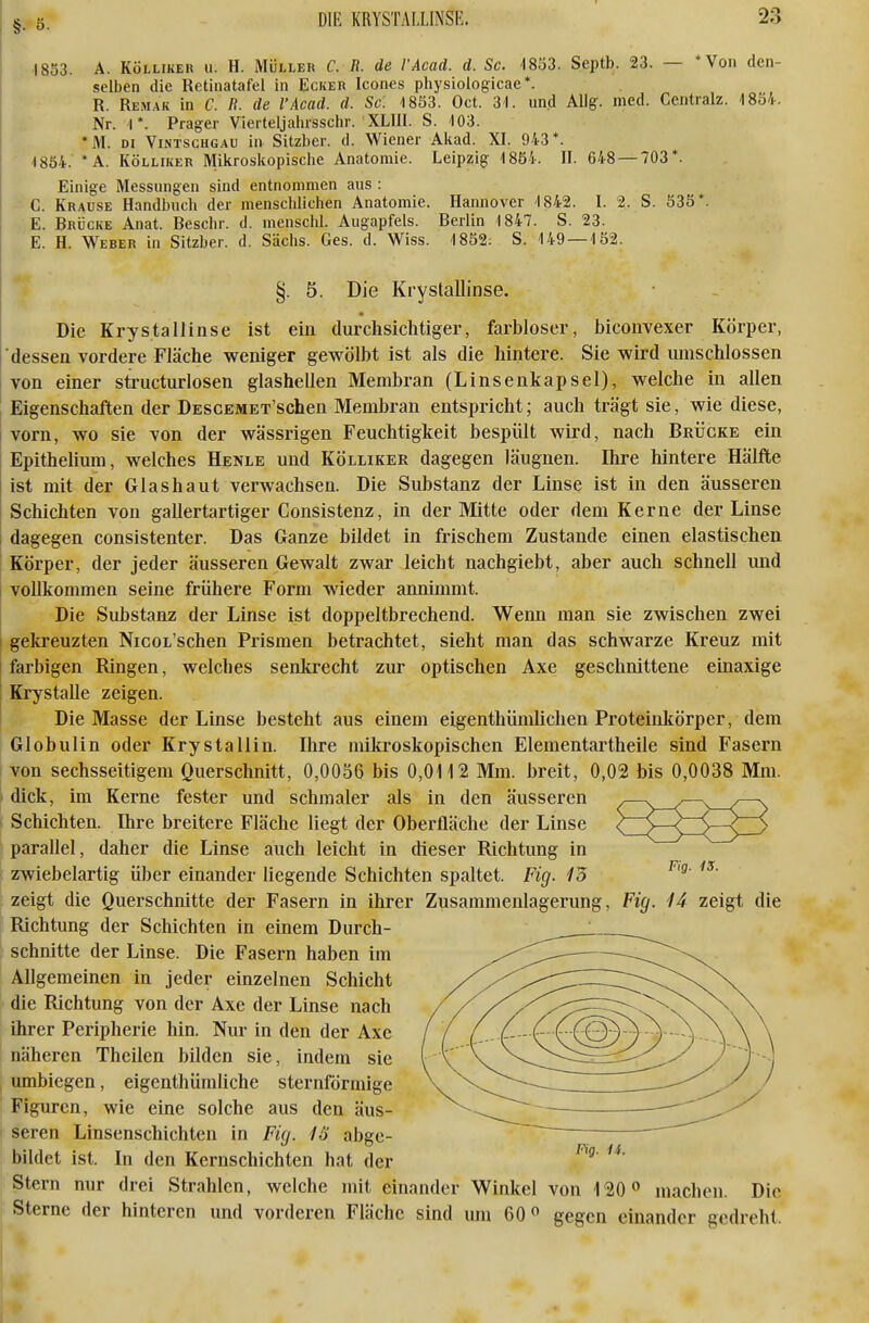 ■1853. A. KöLLiKER u. H. MÜLLER C. R. de VAcad. d. Sc. 1853. Septb. 23. — *Von den- selben die Retinatafel in Ecker Icones physiologicae*. R. Remak in C. B. de l'Acad. d. Sc 1833. Oct. 31. und Allg. med. Centralz. 1854. Nr. I*. Präger Vierteljahrsschr. XLlll. S. 103. *M. DI Vintschg.au in Sitzber. d. Wiener Aiiad. XI. 943*. ■1884. *A. KÖLLIKER Mikroskopische Anatomie. Leipzig ■1854. II. 648 — 703*. Einige Messungen sind entnommen aus : C. Krause Handbuch der menschlichen Anatomie. Hannover ■1842. I. 2. S. 535*. E. Brücke Anat. Beschr. d. menschl. Augapfels. Berlin ■1847. S. 23. E. H. Weber in Sitzber. d. Sächs. Ges. d. Wiss. -ISSS: S. 149 — 152. §. 5. Die Krystallinse. Die Krystallinse ist ein durchsichtiger, farbloser, biconvexer Körper, dessen vordere Fläche weniger gewölbt ist als die hintere. Sie wird umschlossen von einer structurlosen glashellen Membran (Linsenkapsel), welche in allen Eigenschaften der DESCBMET'schen Membran entspricht; auch trägt sie, wie diese, vorn, wo sie von der wässrigen Feuchtigkeit bespült wird, nach Brücke ein Epithelium, welches Henle und Kölliker dagegen läugnen. Ihre hintere Hälfte ist mit der Glashaut verwachsen. Die Substanz der Linse ist in den äusseren Schichten von gallertartiger Consistenz, in der Mitte oder dem Kerne der Linse dagegen consistenter. Das Ganze bildet in frischem Zustande einen elastischen Körper, der jeder äusseren Gewalt zwar leicht nachgiebt, aber auch schnell und vollkommen seine frühere Form wieder annimmt. Die Substanz der Linse ist doppeltbrechend. Wenn man sie zwischen zwei 1 gekreuzten NicoL'schen Prismen betrachtet, sieht man das schwarze Kreuz mit I farbigen Ringen, welches senkrecht zur optischen Axe geschnittene einaxige Krystalle zeigen. Die Masse der Linse besteht aus einem eigenthümlichen Proteinltörper, dem : Globulin oder Krystallin. Ihre mikroskopischen Elementartheile sind Fasern von sechsseitigem Querschnitt, 0,0056 bis 0,0112 Mm. breit, 0,02 bis 0,0038 Mm. dick, im Kerne fester und schmaler als in den äusseren .—. .—^ /—. Schichten. Ihre breitere Fläche liegt der Oberfläche der Linse t>--SZ5^^ parallel, daher die Linse auch leicht in dieser Richtung in I zwiebelartig über einander liegende Schichten spaltet. Fig. 15 zeigt die Querschnitte der Fasern in ihrer Zusammenlagerung, Fig. 44 zeigt die Richtung der Schichten in einem Durch- schnitte der Linse. Die Fasern haben im Allgemeinen in jeder einzelnen Schicht die Richtung von der Axe der Linse nach ihrer Peripherie hin. Nur in den der Axe näheren Theilen bilden sie, indem sie umbiegen, eigenthümliche sternförmige Figuren, wie eine solche aus den äus- seren Linsenschichten in Fig. 1ö abge- bildet ist. In den Kernschichten hat der Stern nur drei Strahlen, welche mit einander Winkel von 120» machen. Die Sterne der hinteren und vorderen Fläche sind um 60 gegen einander gedreht.