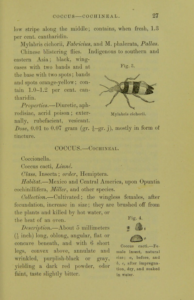 Fig. 3. low stripe along the middle; contains, when fresh, 1.3 per cent, cantharidin. Mylabris cicliorii, Fahricius^ and M. phalerata, Pallas. Chinese blistering flies. Indigenous to southern and eastern Asia; black, wing- cases with two bands and at the base with two spots; bands and spots orange-yellow; con- tain 1.0-1.2 per cent, can- tharidin. Properties.—Diuretic, aph- rodisiac, acrid poison; exter- nally, rubefacient, vesicant. Dose, 0.01 to 0.07 gram (gr. i-gr. j), mostly in form of tincture. Mylabris cichorii. COCCUS.—Cochineal. Coccionella. Coccus cacti, Linne. Glass, Insecta; order, Hemiptera. Habitat.—Mexico and Central America, upon Opuntia cochinillifera, Miller, and other species. Collection.—Cultivated; the wingless females, after fecundation, increase in size; they are brushed oflf from the plants and killed by hot water, or the heat of an oven. Description.—About 5 millimeters (i inch) long, oblong, angular, flat or concave beneath, and with 6 short ^ ' Coccus cacti.—ie- legs, convex above, annulate and male insect, natural wrinkled, purplish-black or gray, ^'^e; a, before, and . T T n 1 T T T b, e, after impregna- yielding a dark red powder, odor uon. dry. and soaked faint, taste slightly bitter. '\X\ w^ter. Fig. 4. CO