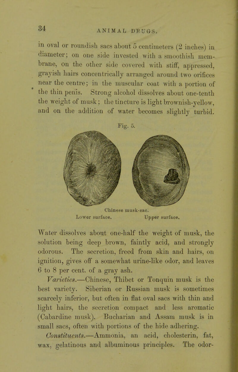 ANIMAL DPJJGS, in oval or roundish sacs about 5 centimeters (2 inches) in diameter; on one side invested with a smoothish mem- brane, on the other side covered with stiff, appressed, grayish liairs concentrically arranged around two orifices near the centre; in the muscular coat w^ith a portion of the thin penis. Strong alcohol dissolves about one-tenth the weight of musk; the tincture is light Iji'ownish-yellow, and on the addition of water becomes slightly turbid. Fig. 5. Chinese musk-sac. Lower surface. Upper surface. Water dissolves about one-half the weight of musk, the solution being deep brown, faintly acid, and strongly odorous. The secretion, freed from skin and hairs, on ignition, gives off a somewhat urine-like odor, and leaves 6 to 8 per cent, of a gray ash. Varieties.—Chinese, Thibet or Tonquin musk is the best variety. Siberian or Russian musk is sometimes scarcely inferior, but often in flat oval sacs with thin and light hairs, the secretion compact and less aromatic (Gabardine musk). Bucharian and Assam musk is in small sacs, often with portions of the hide adhering. Constituents.—Ammonia, an acid, cholesterin, fat, wax, gelatinous and albuminous principles. The odor-