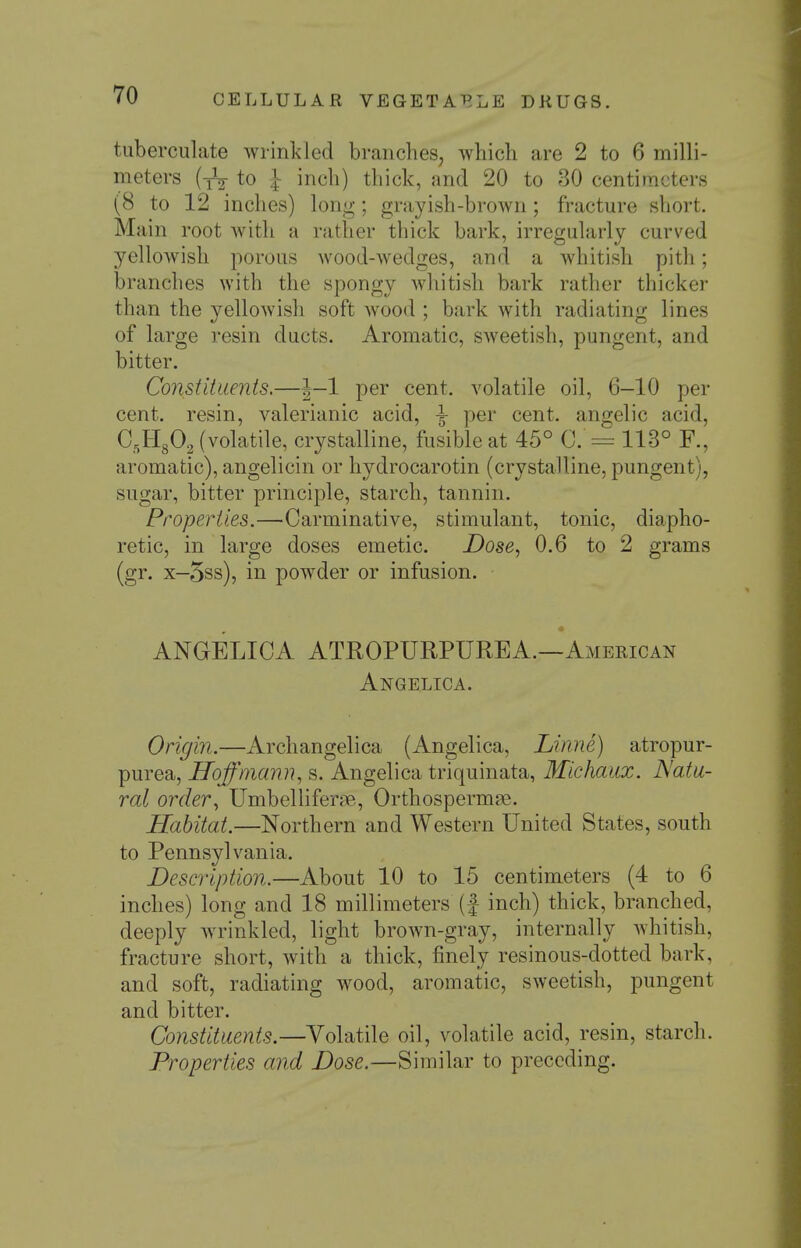 tuberculate wrinkled branches, which are 2 to 6 milli- meters (yV to I inch) thick, and 20 to 30 centimeters (8 to 12 inches) long; grayish-brown; fracture short. Main root with a rather thick bark, irregularly curved yellowish porous wood-wedges, and a whitish pith; branches with the spongy whitish bark rather thicker than the yellowish soft wood ; bark with radiating lines of large resin ducts. Aromatic, sweetish, pungent, and bitter. Constituents.—|—1 per cent, volatile oil, 6—10 per cent, resin, valerianic acid, i per cent, angelic acid, C,Hg02 (volatile, crystalline, fusible at 45° 0. 113° F., aromatic), angelicin or hydrocarotin (crystalline, pungent), sugar, bitter principle, starch, tannin. Properties.—Carminative, stimulant, tonic, diapho- retic, in large doses emetic. Dose, 0.6 to 2 grams (gr. X—5ss), in powder or infusion. ANGELICA ATROPURPUREA.—American Angelica. Origin.—Archangelica (Angelica, Linne) atropur- purea, Hoffmann, s. Angelica triquinata, Michaux. Natu- ral order, Umbellifeme, Orthosperm^e. Habitat.—Northern and Western United States, south to Pennsylvania. Description.—About 10 to 15 centimeters (4 to 6 inches) long and 18 millimeters (f inch) thick, branched, deeply wrinkled, light brown-gray, internally whitish, fracture short, with a thick, finely resinous-dotted bark, and soft, radiating wood, aromatic, sweetish, pungent and bitter. Constituents.—Volatile oil, volatile acid, resin, starch. Properties and Dose.—Similar to preceding.