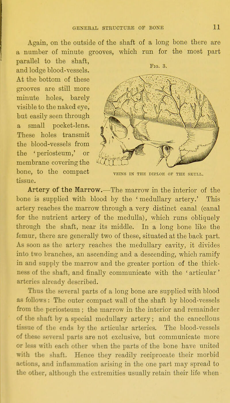 Again, on the outside of the shaft of a long hone there are a number of minute grooves, which run for the most part parallel to the shaft, and lodge blood-vessels. At the bottom of these grooves are still more minute holes, barely visible to the naked eye, but easily seen through a small pocket-lens. These holes transmit the blood-vessels from the ' periosteum,' or membrane covering the bone, to the compact veins in the diploe of the skull. tissue. Artery of the Marrow.—The marrovy in the interior of the bone is suppHed with blood by the ' medullary artery.' This artery reaches the marrow through a very distinct canal (canal for the nutrient artery of the medulla), which runs obliquely through the shaft, near its middle. In a long bone like the femur, there are generally two of these, situated at the back part. As soon as the artery reaches the medullary cavity, it divides into two branches, an ascending and a descending, which ramify in and supply the marrow and the greater portion of the thick- ness of the shaft, and finally communicate with the ' articular ' arteries already described. Thus the several parts of a long bone are supplied with blood as follows: The outer compact wall of the shaft by blood-vessels from the periosteum; the marrow in the interior and remainder of the shaft by a special medullary artery; and the cancellous tissue of the ends by the articular arteries. The blood-vessels of these several parts are not exclusive, but communicate more or less with each other when the parts of the bone have united with the shaft. Hence they readily reciprocate their morbid actions, and inflammation arising in the one part may spread to the other, although the extremities usually retain their life when Fig. 3.