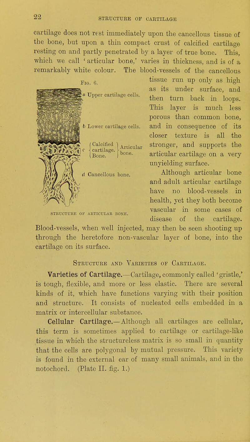 STBUOTURE OF CARTILAGE Fig. G. o Upper cartilage cells. b Lower cartilage cells. cartilage does not rest immediately upon the cancellous tissue of the bone, but upon a thin compact crust of calcified cartilage resting on and partly penetrated by a layer of true bone. This, which we call ' articular bone,' varies in thickness, and is of a remarkably white colour. The blood-vessels of the cancellous tissue run up only as high as its under surface, and then turn back in loops. This layer is much less porous than common bone, and in consequence of its closer textm'e is all the stronger, and supports the articular cartilage on a very unyielding surface. Although articular bone and adult articular cartilage have no blood-vessels in health, yet they both become vascular in some cases of disease of the cartilage. Blood-vessels, when well injected, may then be seen shooting up through the heretofore non-vascular layer of bone, into the cartilage on its surface. [ Calcified \ cartilage. (Bone. Articular bone. Cancellous bone. STKTJCTTTRE OF AHTICULAR BONE. Strtjcturb and Varieties op Cartilage. Varieties of Cartilage.—Cartilage, commonly called 'gristle,' is tough, flexible, and more or less elastic. There are several kinds of it, which have functions varying with their position and structure. It consists of nucleated cells embedded in a matrix or intercellular substance. Cellular Cartilag-e.—Although all cartilages are cellular, this term is sometimes applied to cartilage or cartilage-like tissue in which the structureless matrix is so small in quantity that the cells are polygonal by mutual pressure. This variety is found in the external ear of many small animals, and in the notochord. (Plate II. fig. 1.)
