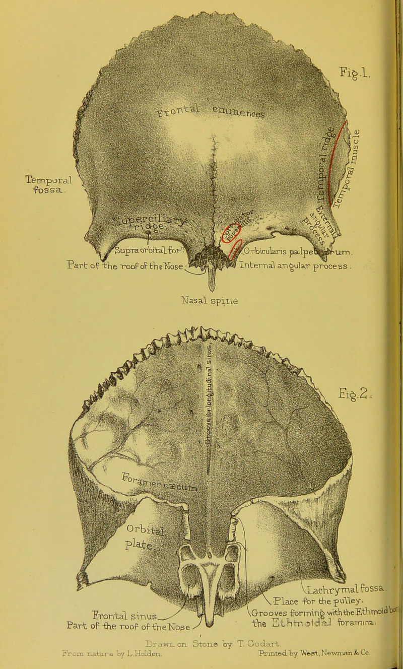 TsTasal spine