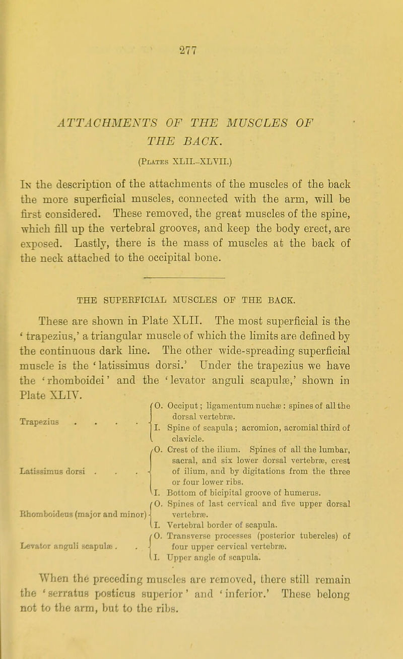 ATTACHMENTS OF THE MUSCLES OF THE BACK. (Plates XLII.-XLVII.) In the description of the attachments of the muscles of the back the more superficial muscles, connected with the arm, will be first considered. These removed, the great muscles of the spine, which fill up the vertebral grooves, and keep the body erect, are exposed. Lastly, there is the mass of muscles at the back of the neck attacbed to the occipital bone. THE SUPERFICIAL MUSCLES OF THE BACK. These are shown in Plate XLII. The most superficial is the ' trapezius,' a triangular muscle of which the limits are defined by the continuous dark line. The other wide-spreading superficial muscle is the ' latissimus dorsi.' Under the trapezius we have the 'rhomboidei' and the 'levator anguli scapulae,' shown in Plate XLIV. Trapftzius Latissimus dorsi O. Pihomboidens (major and minor) Levator anguli scapulte . Occiput; ligamentum nuehte : spines of all the dorsal vertebriB. Spine of scapula; acromion, acromial third of clavicle. Crest of the ilium. Spines of all the lumbar, sacral, and six lower dorsal vertebrte, crest of ilium, and by digitations from the three or four lower ribs. Bottom of bicipital groove of humerus. 0. Spines of last cervical and five upper dorsal vertebrce. 1. Vertebral border of scapula. ^0. Transverse processes (posterior tubercles) of J four upper cervical vertebrjc. i 1. Upper angle of scapula. I. /O. a. When the preceding muscles are removed, there still remain the ' serratus posticus superior ' and ' inferior.' These belong not to the arm, but to the ribs.