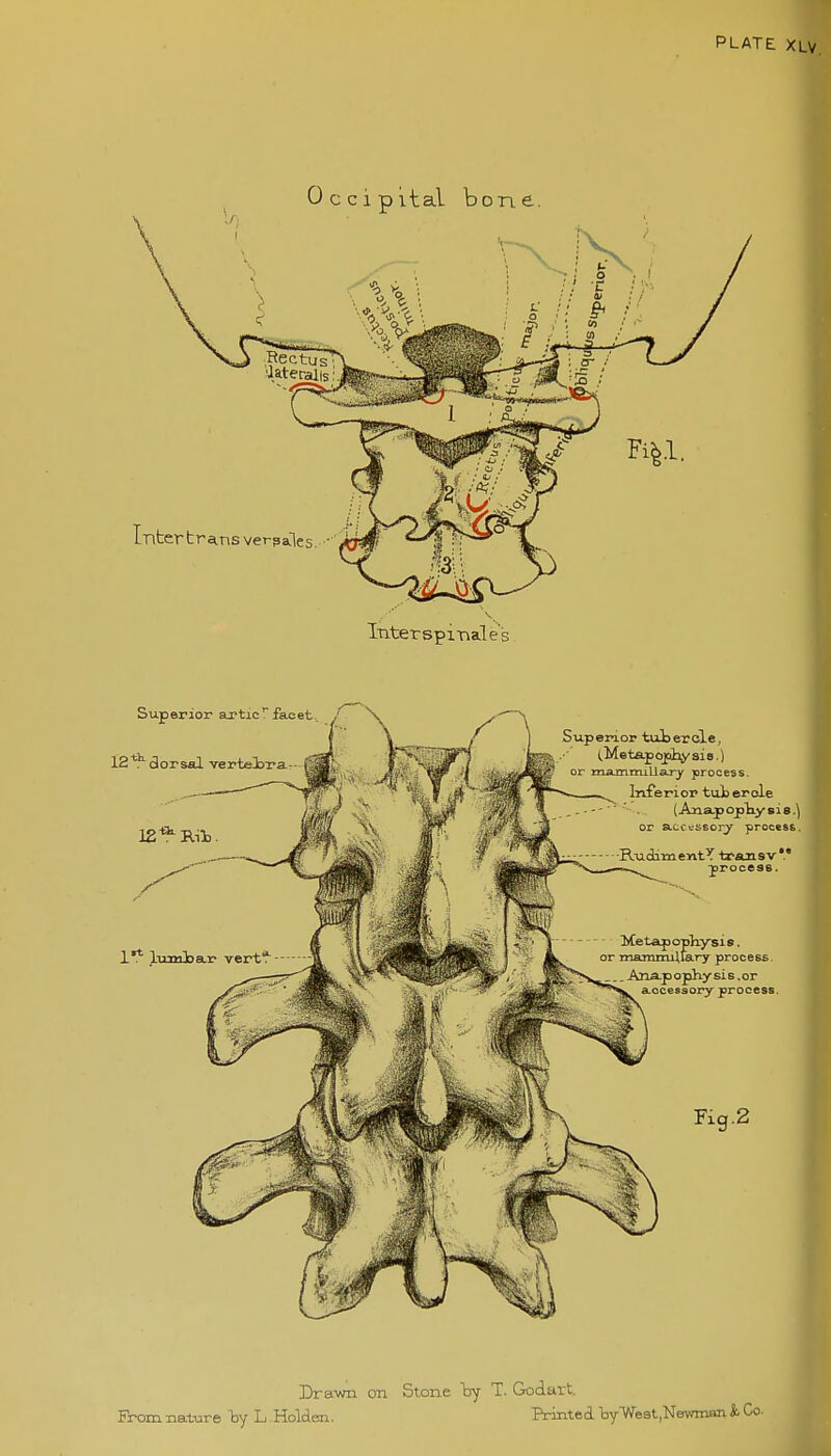 Occipital bone. Interspi-nale's Drawn on Stone by T. Godart, From nature by L .Holden. PrintedL ■by'West,Newman k Co.