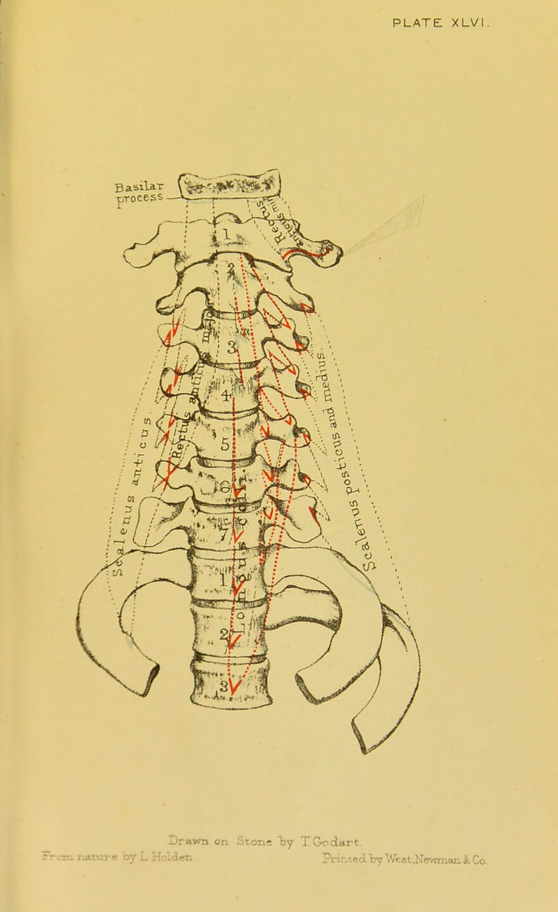PLATE XLVl Drayrn on Stone Ijy T. Godart. natiAre by L Holden. Prir.ted'byWeot,Newm«ii&Co.