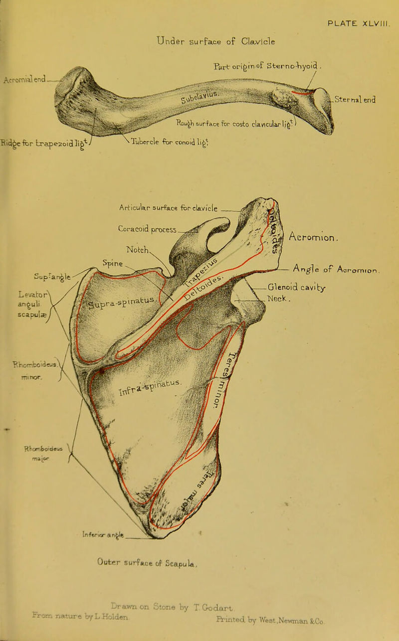 Under surface of Clsuvicle Acromial end Partori^mof Sterno-Viyoi3 Rou^Vi surface fbr costo cla/icuWiJ^t' ^Tubercle fbr conoidli^^ Sternal end uravmon Stone by T Godart Frorr. nature byLHolden ft.^ted by Weat.Ne^vman &Co