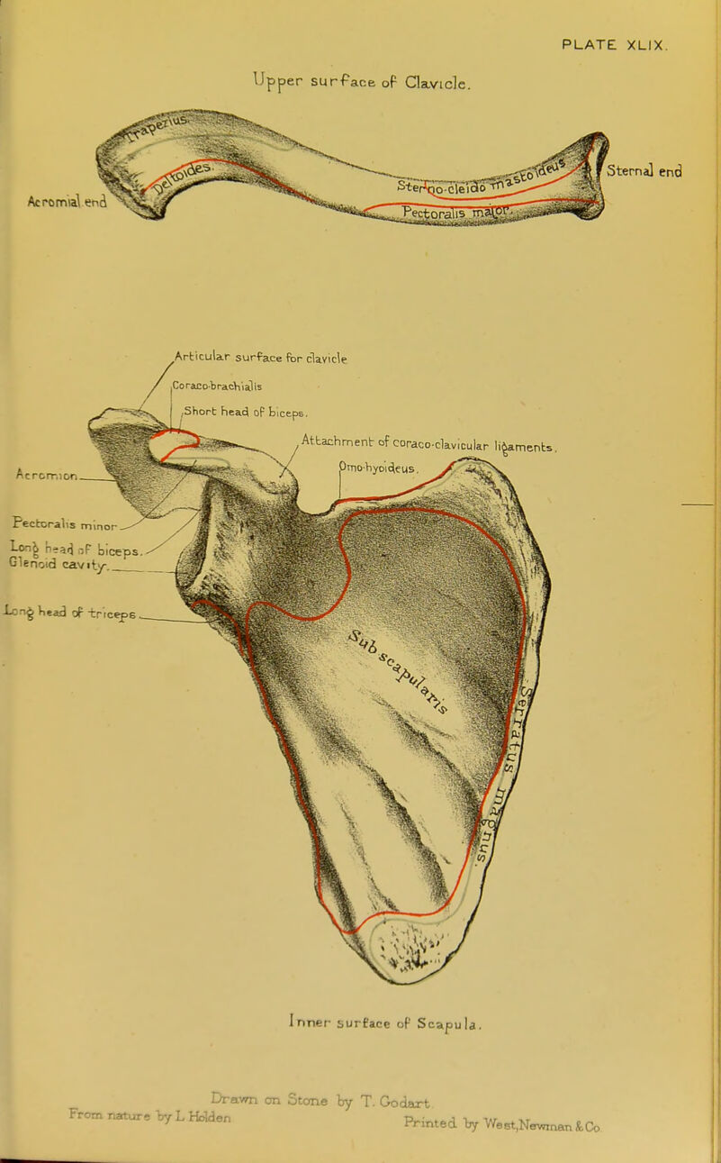 PLATE XLIX. u pper surface of Qavide. Acromal end x'Vi Sternal em ^Articular surface fbr clavicle CoracobracV\'iailis ,Short head op biceps. , Attachment of coraco-ckvlcular ligaments Ac rcrr.ior. s minor Pectorali I-on| nsarj biceps. Glenoid cavity. lon^ Kead of triceps. Inner surface op Scapula. Dravm on Stcme by T. Go dart