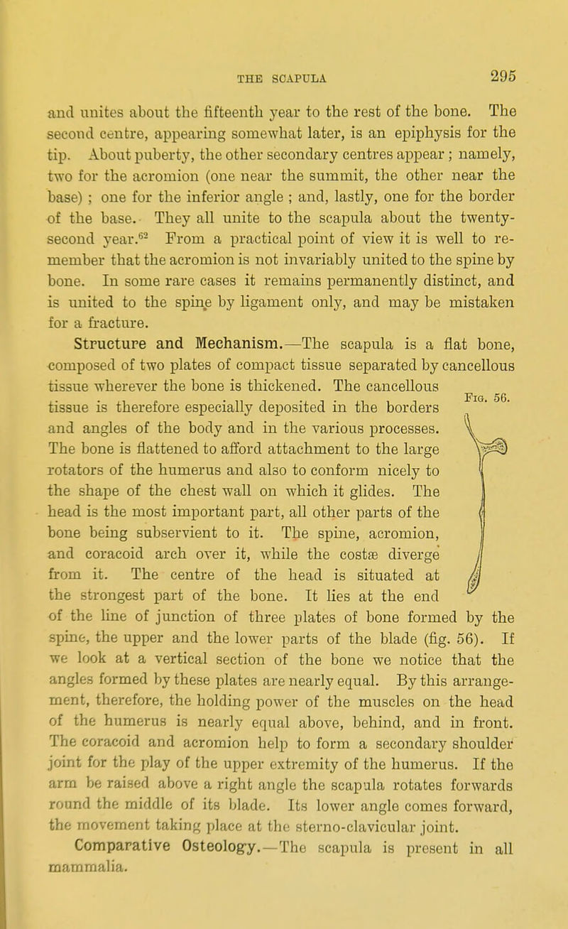 and unites about the fifteenth year to the rest of the bone. The second centre, appearing somewhat later, is an epiphysis for the tip. About puberty, the other secondary centres appear; namely, two for the acromion (one near the summit, the other near the base) ; one for the inferior angle ; and, lastly, one for the border of the base. They all unite to the scapula about the twenty- second year,*^- From a practical point of view it is well to re- member that the acromion is not invariably united to the spine by bone. In some rare cases it remains permanently distinct, and is united to the spin^e by ligament only, and may be mistaken for a fracture. Structure and Mechanism.—The scapula is a flat bone, composed of two plates of compact tissue separated by cancellous tissue wherever the bone is thickened. The cancellous tissue is therefore especially deposited in the borders and angles of the body and in the various processes. The bone is flattened to afl^ord attachment to the large rotators of the humerus and also to conform nicely to the shape of the chest wall on which it glides. The head is the most important part, all other parts of the bone being subservient to it. The spine, acromion, and coracoid arch over it, while the costte diverge from it. The centre of the head is situated at the strongest part of the bone. It lies at the end of the line of junction of three plates of bone formed by the spine, the upper and the lower parts of the blade (fig. 56). If we look at a vertical section of the bone we notice that the angles formed by these plates are nearly equal. By this arrange- ment, therefore, the holding power of the muscles on the head of the humerus is nearly equal above, behind, and in front. The coracoid and acromion help to form a secondary shoulder joint for the play of the upper extremity of the humerus. If the arm be raised above a right angle the scapula rotates forwards round the middle of its blade. Its lower angle comes forward, the movement taking place at the sterno-clavicular joint. Comparative Osteologry.—The scapula is present in all mammalia.