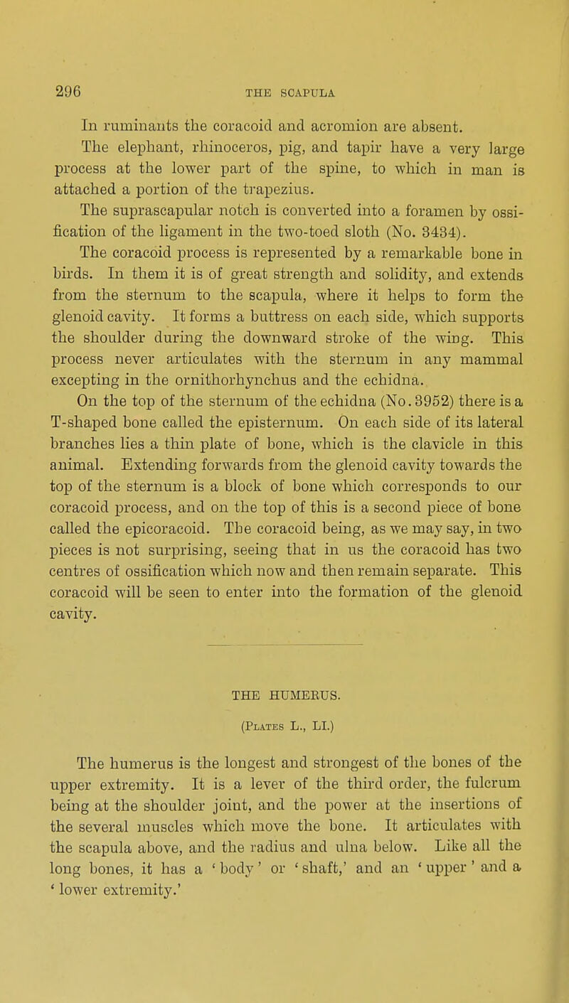 In ruminauts the coracoid and acromion are absent. The elephant, rhinoceros, j)ig, and tapir have a very large process at the lower part of the spine, to which in man is attached a portion of the trapezius. The suprascapular notch is converted into a foramen by ossi- fication of the ligament in the two-toed sloth (No. 3434). The coracoid process is represented by a remarkable bone in birds. In them it is of great strength and solidity, and extends from the sternum to the scapula, where it helps to form the glenoid cavity. It forms a buttress on each side, which supports the shoulder during the downward stroke of the wing. This process never articulates with the sternum in any mammal excepting in the ornithorhynchus and the echidna. On the top of the sternum of the echidna (No. 3952) there is a T-shaped bone called the episternum. On each side of its lateral branches lies a thin plate of bone, which is the clavicle in this animal. Extending forwards from the glenoid cavity towards the top of the sternum is a block of bone which corresponds to our coracoid j)rocess, and on the top of this is a second piece of bone called the epicoracoid. The coracoid being, as we may say, in two pieces is not surprising, seeing that in us the coracoid has two centres of ossification which now and then remain separate. This coracoid will be seen to enter into the formation of the glenoid cavity. THE HUMEEUS. (Plates L., LI.) The humerus is the longest and strongest of the bones of the upper extremity. It is a lever of the third order, the fulcrum being at the shoulder joint, and the power at the insertions of the several muscles which move the bone. It articulates with the scapula above, and the radius and ulna below. Like all the long bones, it has a ' body' or * shaft,' and an ' upper' and a ' lower extremity.'