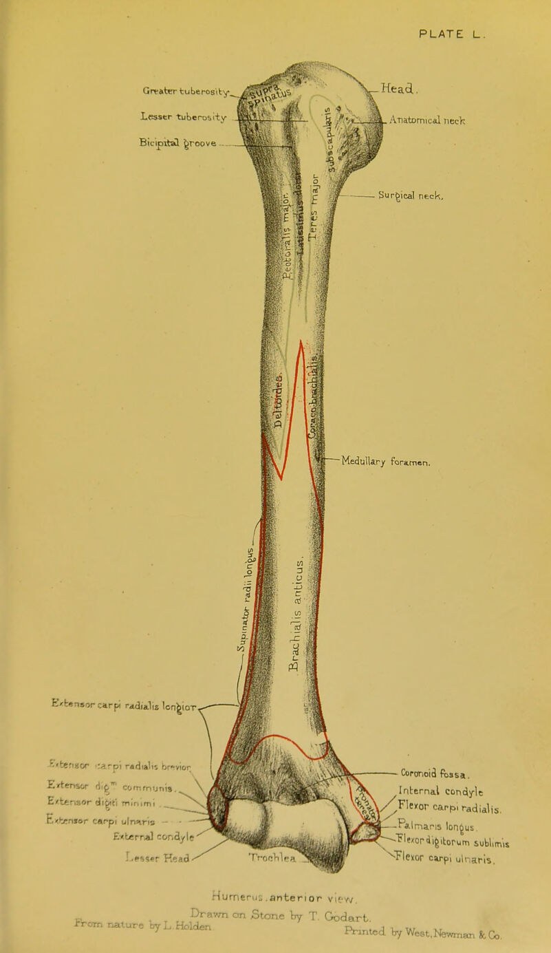 E»-fcen»or carpi radiJis Icn^ioT -fi^'tenaor i:arpi radialis br^vior E»tensor f),^ communis. E/tensor di^k'i Tnlnimi E<b;n»or carpi ulmris - Ei«lerrJ conclyle Coponoid fiissa. Inbernal condyle f.T^l/^^'0' carpi radialis. -Pa.lma.ris longus, ^ -f'f'ordigitorutn subUis '^Tlexor carpi ulnaris. Humerus .anterior view. Drawn on Stone by T. Godart. rrom nature WL.Holdfin ix. . j i T.r ' Printed by West, Newman 80 Co.