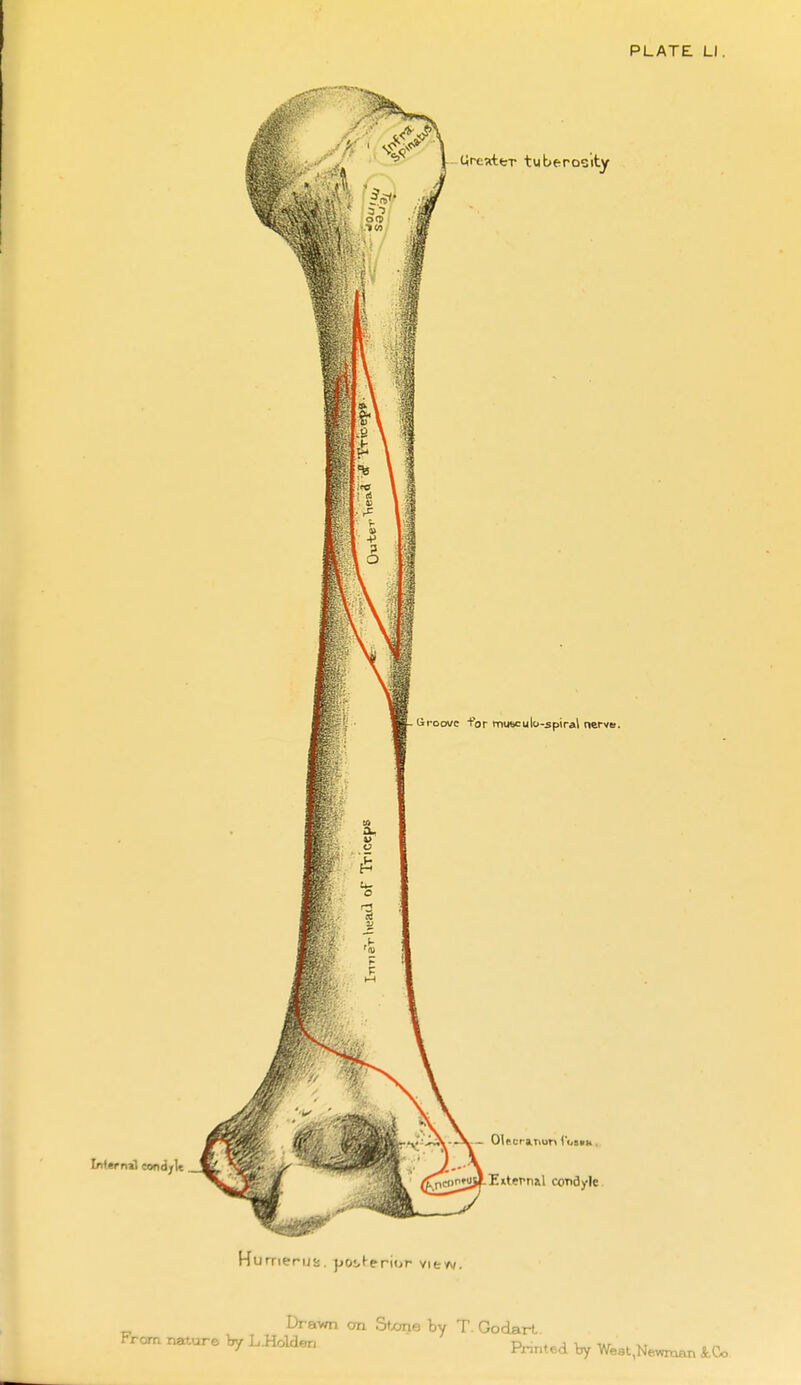 IniernH eondylt *'Saak '^j^^otujJ External condyle. Humerus, pos^e^ior view/. Dravm on Stxme by T. Godart. by L.Holclen p„„,^^ ^ We8t,Ne^n tCo