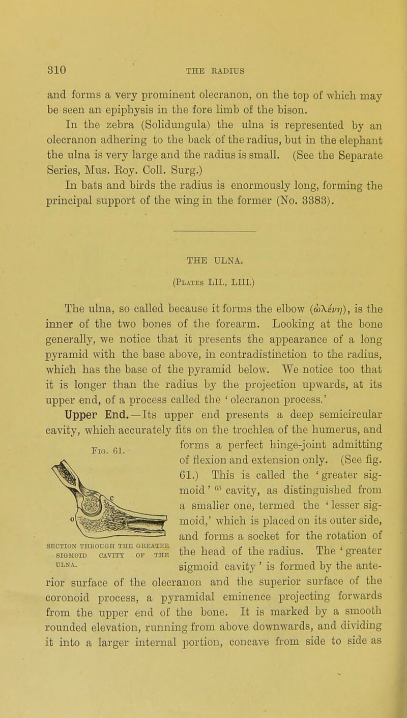 and forms a very prominent olecranon, on the top of which may be seen an epiphysis in the fore hmb of the bison. In the zebra (Sohdungula) the ulna is represented by an olecranon adhering to the back of the radius, but in the elephant the ulna is very large and the radius is small. (See the Separate Series, Mus. Eoy. Coll. Surg.) In bats and birds the radius is enormously long, forming the principal support of the wing in the former (No. 3383). THE ULNA. (Plates LII., LIII.) The ulna, so called because it forms the elbow (wXei/?;), is the inner of the two bones of the forearm. Looking at the bone generally, we notice that it presents the appearance of a long pyramid with the base above, in contradistinction to the radius, which has the base of the pyramid below. We notice too that it is longer than the radius by the projection upwards, at its upper end, of a process called the ' olecranon process.' Upper End, —Its upper end presents a deep semicircular cavity, which accurately fits on the trochlea of the humerus, and forms a j)erfect hinge-jomt admitting of flexion and extension only. (See fig. 61.) This is called the ' greater sig- moid ' cavity, as distinguished from a smaller one, termed the ' lesser sig- moid,' which is placed on its outer side, and forms a socket for the rotation of the head of the radius. The * gi-eater sigmoid cavity ' is formed by the ante- rior surface of the olecranon and the superior surface of the coronoid process, a pyramidal eminence projecting forwards from the upper end of the bone. It is marked by a smooth rounded elevation, running from above downwards, and dividing it into a larger internal portion, concave from side to side as Fig. G1. SECTION THHOUOH THE GKEAXEK SIGMOID CAVITY OP THE ULNA.