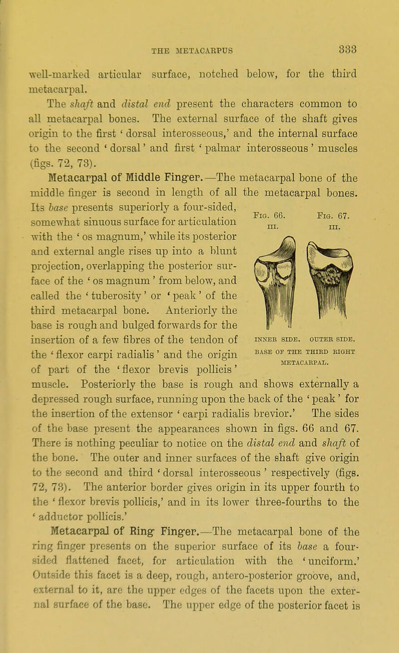 well-marked articular surface, notched below, for the third metacarpal. The shaft and distal end present the characters common to all metacarpal bones. The external surface of the shaft gives origin to the first ' dorsal interosseous,' and the internal surface to the second ' dorsal' and first ' palmar interosseous ' muscles (figs. 72, 73). Metacarpal of Middle Fing-er. —The metacarpal bone of the middle finger is second in length of all the metacarpal bones. Its base presents superiorly a four-sided, somewhat sinuous surface for articulation with the ' OS magnum,' while its posterior and external angle rises up into a blunt projection, overlapping the posterior sur- face of the ' OS magnum ' from below, and called the ' tuberosity' or ' peak' of the thu'd metacarpal bone. Anteriorly the base is rough and bulged forwards for the insertion of a few fibres of the tendon of the ' flexor carpi radialis' and the origin of part of the 'flexor brevis pollicis' muscle. Posteriorly the base is rough and shows externally a depressed rough surface, running upon the back of the ' peak' for the insertion of the extensor ' carpi radialis brevior.' The sides of the base present the appearances shown in figs. 66 and 67. There is nothing peculiar to notice on the distal end and shaft of the bone. The outer and inner surfaces of the shaft give origin to the second and third ' dorsal interosseous ' respectively (figs. 72, 73). The anterior border gives origin in its upper fourth to the ' flexor brevis pollicis,' and in its lower three-fourths to the ' adductor pollicis.' Metacarpal of Ring- Fing-er.—The metacarpal bone of the ring finger presents on the superior surface of its base a four- sided flattened facet, for articulation with the ' unciform.' Outside this facet is a deep, rough, antero-posterior groove, and, external to it, arc the upper edges of the facets upon the exter- nal surface of the base. The upper edge of the posterior facet is INNEE SIDE. ODTER SIDE. BASE OF THE THIBD RIGHT METACARPAL.
