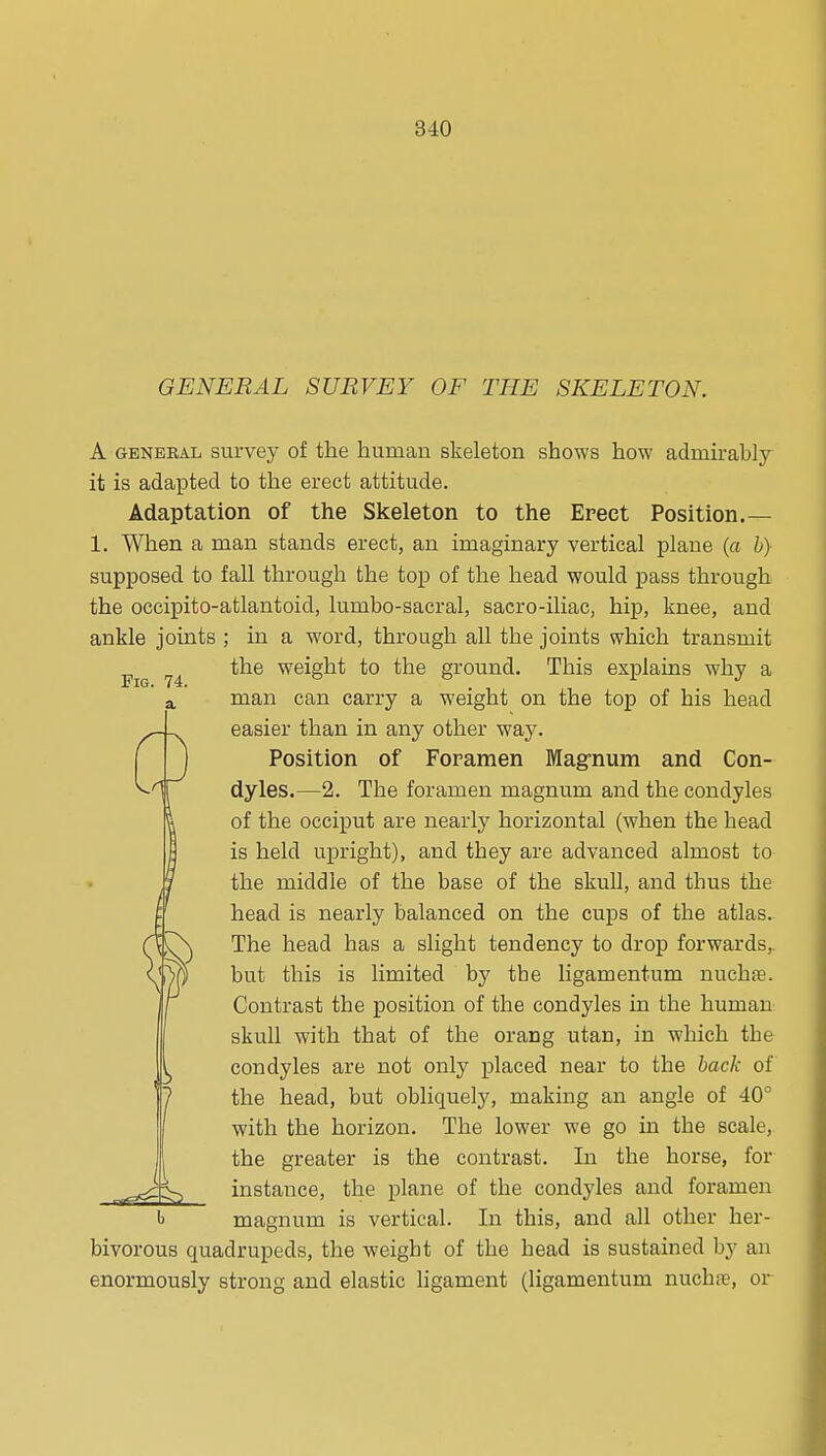 GENERAL SURVEY OF THE SKELETON. A GENERAL sui'vey of the human skeleton shows how admirably it is adapted to the erect attitude. Adaptation of the Skeleton to the Erect Position.— 1. When a man stands erect, an imaginary vertical plane (a h) supposed to fall through the top of the head would pass through the occipito-atlantoid, lumbo-sacral, sacro-iliac, hip, knee, and ankle joints ; in a word, through all the joints which transmit ^^^^ the weight to the ground. This explains why a man can carry a weight on the top of his head easier than in any other waj^ Position of Foramen Magfnum and Con- dyles.—2. The foramen magnum and the condyles of the occiput are nearly horizontal (when the head is held upright), and they are advanced almost to the middle of the base of the skull, and thus the head is nearly balanced on the cups of the atlas. The head has a slight tendency to drop forwards,, but this is limited by the ligamentum nuchfe. Contrast the position of the condyles in the human skull with that of the orang utan, in which the condyles are not only placed near to the hack of the head, but obliquely, making an angle of 40° with the horizon. The lower we go in the scale, the greater is the contrast. In the horse, for instance, the plane of the condyles and foramen magnum is vertical. In this, and all other her- bivorous quadrupeds, the weight of the head is sustained by an enormously strong and elastic ligament (ligamentum nuchre, or 1