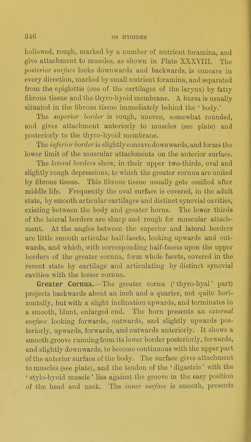 hollowed, rough, marked by a number of nutrient foramina, and give attachment to muscles, as shown in Plate XXXVIII. The posterior surface looks downwards and backwards, is concave in every direction, marked by small nutrient foramina, and separated from the epiglottis (one of the cartilages of the larynx) by fatty fibrous tissue and the thyro-hyoid membrane. A bursa is usually situated in the fibrous tissue immediately behind the ' body.' The suimior border is rough, uneven, somewhat rounded, and gives attachment anteriorly to muscles (see plate) and posteriorly to the thyro-hyoid membrane. The inferior border is sUghtly concave downwards, and forms the lower limit of the muscular attachments on the anterior surface. The lateral borders show, in their upper two-thirds, oval and slightly rough depressions, to which the greater cornua are united by fibrous tissue. This fibrous tissue usually gets ossified after middle life. Frequently the oval surface is covered, in the adult state, by smooth articular cartilages and distinct synovial cavities, existing between the body and greater horns. The lower thirds of the lateral borders are sharp and rough for muscular attach- ment. At the angles between the superior and lateral borders are little smooth articular half-facets, looking upwards and out- wards, and which, with corresponding half-facets upon the upper borders of the greater cornua, form whole facets, covered in the recent state by cartilage and articulating by distinct synovial cavities with the lesser cornua. Greater Cornua.—The greater cornu ('thyro-hyal' part) projects backwards about an inch and a quarter, not quite hori- zontally, but with a slight inclination upwards, and terminates in a smooth, blunt, enlarged end. The horn presents an external surface looking forwards, outwards, and slightly upwards pos- teriorly, upwards, forwards, and outwards anteriorly. It shows a smooth groove running from its lower border posteriorly, forwards, and slightly downwards, to become continuous with the upper part of the anterior surface of the body. The surface gives attachment to muscles (see plate), and the tendon of the ' digastric' with the ' stylo-hyoid muscle' lies against the groove in the easy position of the head and neck. The inner surface is smooth, presents