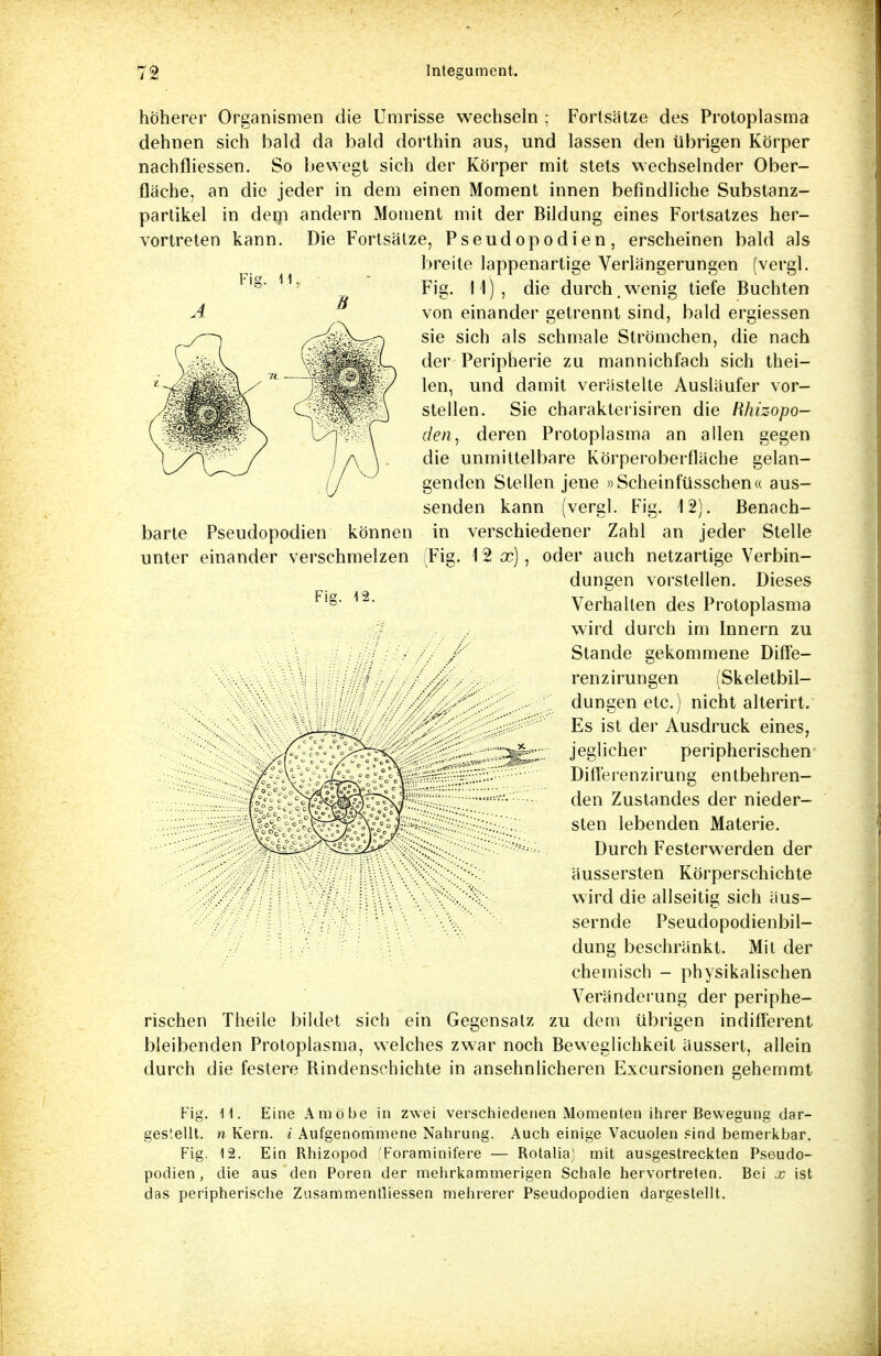 barte Pseudopodien können unter einander verschmelzen höherer Organismen die Umrisse wechseln ; Fortsätze des Protoplasma dehnen sich bald da bald dorthin aus, und lassen den übrigen Körper nachfliessen. So bewegt sich der Körper mit stets wechselnder Ober- fläche, an die jeder in dem einen Moment innen befindliche Substanz- partikel in dem andern Moment mit der Bildung eines Fortsatzes her- vortreten kann. Die Fortsätze, Pseudopodien, erscheinen bald als breite lappenartige Verlängerungen (vergl. Fig. 11), die durch.wenig tiefe Buchten von einander getrennt sind, bald ergiessen sie sich als schmale Strömchen, die nach der Peripherie zu mannichfach sich thei- len, und damit verästelte Ausläufer vor- stellen. Sie charakterisiren die Rhizopo- den, deren Protoplasma an allen gegen die unmittelbare Körperoberfläche gelan- genden Stellen jene »Scheinfüsschen« aus- senden kann (vergl. Fig. 12). Benach- in verschiedener Zahl an jeder Stelle (Fig. 1 % x), oder auch netzartige Verbin- dungen vorstellen. Dieses Verhalten des Protoplasma wird durch im Innern zu 7 / Stande gekommene Diffe- //' ■ renzirungen (Skeletbil- dungen etc.) nicht alterirt. J Es ist der Ausdruck eines, jeglicher peripherischen Differenzirung en tbehren- den Zustandes der nieder- sten lebenden Materie. Durch Festerwerden der ;''-;;x-;::;.-y/: • ''777' äussersten Körperschichte y;:£/y.?/; 7Xr/7 11 \\\\ wird die allseitig sich äus- # 7 sernde Pseudopodien bil- dung beschränkt. Mit der chemisch - physikalischen Veränderung der periphe- rischen Theile bildet sich ein Gegensatz zu dem übrigen indifferent bleibenden Protoplasma, welches zwar noch Beweglichkeit äussert, allein durch die festere Rindenschichte in ansehnlicheren Excursionen gehemmt Fi Fig. 11. Eine Amöbe in zwei verschiedenen Momenten ihrer Bewegung dar- gestellt, n Kern, i Aufgenommene Nahrung. Auch einige Vacuolen find bemerkbar. Fig. 12. Ein Rhizopod ■ Foraminifere — Rotalia) mit ausgestreckten Pseudo- podien , die aus den Poren der mehrkammerigen Schale hervortreten. Bei x ist das peripherische Zusammentliessen mehrerer Pseudopodien dargestellt.