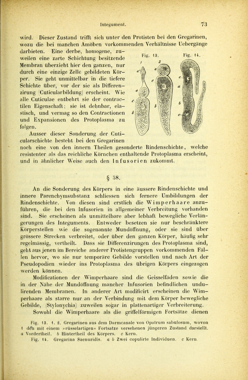 wird. Dieser Zustand trifft sich unter den Protisten bei den Gregarinen, wozu die bei manchen Amöben vorkommenden Verhältnisse Uebergänge darbieten. Eine derbe, homogene, zu- weilen eine zarte Schichtung besitzende Membran überzieht hier den ganzen, nur durch eine einzige Zelle gebildeten Kör- per. Sie geht unmittelbar in die liefere Schichte über, vor der sie als Differen- zirung (Cuticularbildung) erscheint. Wie alle Cuticulae entbehrt sie der contrac- tilen Eigenschaft; sie ist dehnbar, ela- stisch, und vermag so den Contractionen und Expansionen des Protoplasma zu folgen. Ausser dieser Sonderung der Cuti- cularschichte besteht bei den Gregarinen noch eine von den innern Theilen gesonderte Rindenschichte, welche resistenter als das reichliche Körnchen enthaltende Protoplasma erscheint, und in ähnlicher Weise auch den Infusorien zukommt. § 58- An die Sonderung des Körpers in eine äussere Rindenschichte und innere Parenchymsubstanz schliessen sich fernere Umbildungen der Rindenschichte. Von diesen sind erstlich die Wimperhaare anzu- führen, die bei den Infusorien in allgemeiner Verbreitung vorhanden sind. Sie erscheinen als unmittelbare aber lebhaft bewegliche Verlän- gerungen des Integuments. Entweder besetzen sie nur beschränktere Körperstellen wie die sogenannte Mundöß'nung, oder sie sind über grössere Strecken verbreitet, oder über den ganzen Körper, häufig sehr regelmässig, vertheilt. Dass sie Differenzirungen des Protoplasma sind, geht aus jenen im Bereiche anderer Protistengruppen vorkommenden Fäl- len hervor, wo sie nur temporäre Gebilde vorstellen und nach Art der Pseudopodien wieder ins Protoplasma des übrigen Körpers eingezogen werden können. Modificalionen der Wimperhaare sind die Geisseifäden sowie die in der Nähe der Mundöffnung mancher Infusorien befindlichen undu- lirenden Membranen. In anderer Art modificirt erscheinen die Wim- perhaare als starre nur an der Verbindung mit dem Körper bewegliche Gebilde, (Stylonychia) zuweilen sogar in plattenartiger Verbreiterung. Sowohl die Wimperhaare als die griffeiförmigen Fortsätze dienen Fig. 13. 1.2. Gregarinen aus dem Darmcanale von Opatrum sabulosum, wovon 1 de*h mit einem »rüsselartigen« Fortsatze versehenen jüngeren Zustand darstellt. a Vordertheil. b Hintertheil des Körpers, c Kern. Fig. 14. Gregarina Saenuridis. a b Zwei copulirte Individuen, c Kern Fig. 13. Fig. 14.