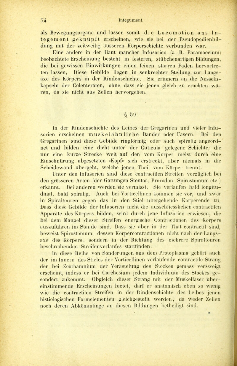 als Bewegungsorgane und lassen somit die Locomotion ans In- tegernent geknüpft erscheinen, wie sie bei der Pseudopodienbil- dung mit der zeitweilig äusseren Körperschichte verbunden war. Eine andere in der Haut mancher Infusorien (z. B. Paramaecium) beobachtete Erscheinung besteht in festeren, stübchenartigen Bildungen, die bei gewissen Einwirkungen einen feinen starren Faden hervortre- ten lassen, Diese Gebilde liegen in senkrechter Stellung zur Längs- axe des Körpers in der Rindenschichte. Sie erinnern an die Nesseln- kapseln der Cölenteraten, ohne dass sie jenen gleich zu erachten wä- ren, da sie nicht aus Zellen hervorgehen. § 5«. In der Rindenschichte des Leibes der Gregarinen und vieler Infu- sorien erscheinen muskelähnliche Bänder oder Fasern. Bei den Gregarinen sind diese Gebilde ringförmig oder auch spiralig angeord- net und bilden eine dicht unter* der Cuticula gelegene Schichte, die nur eine kurze Strecke weit auf den vom Körper meist durch eine Einschnürung abgesetzten »Kopf« sich erstreckt, aber niemals in die Scheidewand übergeht, welche jenen Theil vom Körper trennt. Unter den Infusorien sind diese contractilen Streifen vorzüglich bei den grösseren Arten (der Gattungen Stentor, Prorodon, Spirostomum etc.) erkannt. Bei anderen werden sie vermisst. Sie verlaufen bald longitu- dinal, bald spiralig. Auch bei Vorticellinen kommen sie vor, und zwar in Spiraltouren gegen das in den Stiel übergehende Körperende zu. Dass diese Gebilde der Infusorien nicht die ausschliesslichen contractilen Apparate des Körpers bilden, wird durch jene Infusorien erwiesen, die bei dem Mangel dieser Streifen energische Contractionen des Körpers auszuführen im Stande sind. Dass sie aber in der That contractu sind, beweist Spirostomum, dessen Korpercontractionen nicht nach der Längs- axe des Körpers, sondern in der Richtung des mehrere Spiraltouren beschreibenden Streifenverlaufes stattfinden. In diese Reihe von Sonderungen aus dem Protoplasma gehört auch der im Innern des Stieles der Vorticellinen verlaufende contractile Strang der bei Zoothamnium der Verästelung des Stockes gemäss verzweigt erscheint, indess er bei Carchesium jedem Individuum des Stockes ge- sondert zukommt. Obgleich dieser Strang mit der Muskelfaser über- einstimmende Erscheinungen bietet, darf er anatomisch eben so wenig wie die contractilen Streifen in der Rindenschichte des Leibes jenen histologischen Formelementen gleichgestellt werden, da weder Zellen noch deren Abkömmlinge an diesen Bildungen betheiligt sind.