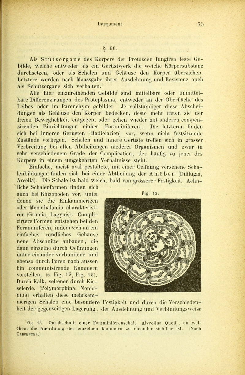 § 60. Als Stützorgane des Körpers der Protozoen fungiren feste Ge- bilde, welche entweder als ein Gerüstwerk die weiche Körpersubstanz durchsetzen, oder als Schalen und Gehäuse den Körper überziehen. Letztere werden nach Maassgabe ihrer Ausdehnung und Resistenz auch als Schutzorgane sich verhalten. Alle hier einzureihenden Gebilde sind mittelbare oder unmittel- bare Differenzirungen des Protoplasma, entweder an der Oberfläche des Leibes oder im Parenchym gebildet. Je vollständiger diese Abschei- dungen als Gehäuse den Körper bedecken, desto mehr treten sie der freien Beweglichkeit entgegen, oder gehen wieder mit anderen compen- sirenden Einrichtungen einher (Foraminiferen). Die letzleren finden sich bei inneren Gerüsten (Radiolarienj vor, wenn nicht festsitzende Zustände vorliegen. Schalen und innere Gerüste treffen sich in grosser Verbreitung bei allen Abtheilungen niederer Organismen und zwar in sehr verschiedenem Grade der Complicalion, der häufig zu jener des Körpers in einem umgekehrten Verhältnisse steht. Einfache, meist oval gestaltete, mit einer Oelfnung versehene Scha- lenbildungen finden sich bei einer Abtheilung der Amöben (Difflugia, Arcella). Die Schale ist bald weich, bald von grösserer Festigkeit. Aehn- liche Schalenformen finden sich auch bei Rhizopoden vor, unter Fi§- /15- denen sie die Einkammerigen oder Monothalamia charakterisi- ren (Gromia, Lagynis). Compli- cirtere Formen entstehen bei den Foraminiferen, indem sich an ein einfaches rundliches Gehäuse neue Abschnitte anbauen, die dann einzelne durch Oeffnungen unter einander verbundene und ebenso durch Poren nach aussen hin communizirende Kammern vorstellen, (s. Fig. 12, Fig. 4 5). Durch Kalk, seltener durch Kie- selerde, (Polymorphina, Nonio- nina) erhalten diese mehrkam- merigen Schalen eine besondere Festigkeit und durch die Verschieden- heit der gegenseitigen Lagerung, der Ausdehnung und Verbindungsweise Fig. 15. Durchschnitt einer Foraminiferenschale (Alveolina Quoii), an wel- chem die Anordnung der einzelnen Kammern zu einander sichtbar ist. (Nach Carpenter.)