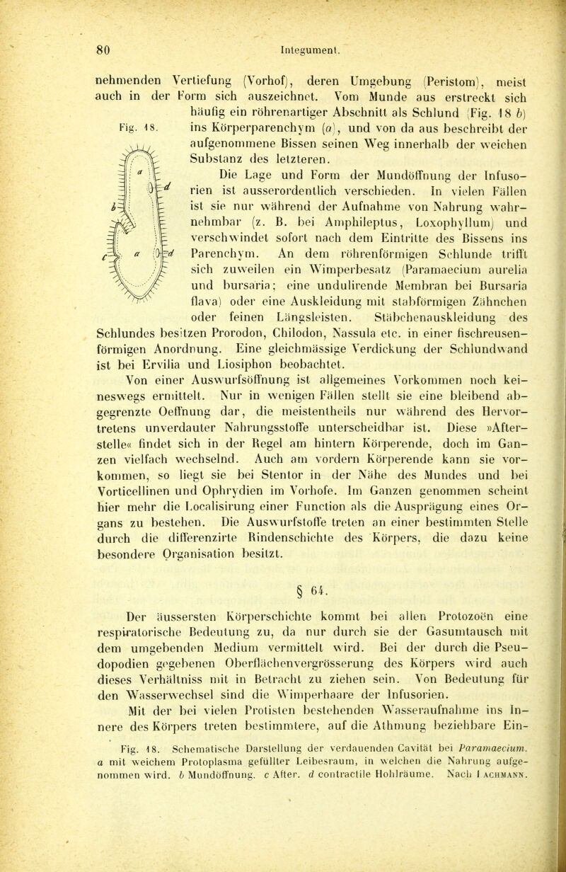 Fig. 4 8. nehmenden Vertiefung (VorhofJ, deren Umgebung (Peristom), meist auch in der Form sich auszeichnet. Vom Munde aus erstreckt sich häufig ein röhrenartiger Abschnitt als Schlund (Fig. 18 b) ins Körperparenchym (a), und von da aus beschreibt der aufgenommene Bissen seinen Weg innerhalb der weichen Substanz des letzteren. Die Lage und Form der Mundöffnung der Infuso- rien ist ausserordentlich verschieden. In vielen Fällen ist sie nur während der Aufnahme von Nahrung wahr- nehmbar (z. B. bei Amphileptus, Loxophyllumj und verschwindet sofort nach dem Eintritte des Bissens ins Parenchym. An dem röhrenförmigen Schlünde trifft sich zuweilen ein Wimperbesatz (Paramaecium aurelia und bursaria; eine undulirende Membran bei Bursaria flava) oder eine Auskleidung mit slabförmigen Zähnchen oder feinen Längsleisten. Stäbchenauskleidung des Schlundes besitzen Prorodon, Chilodon, Nassula elc. in einer fischreusen- förmigen Anordnung. Eine gleichmässige Verdickung der Schlundwand ist bei Ervilia und Liosiphon beobachtet. Von einer Auswurfsöffnung ist allgemeines Vorkommen noch kei- neswegs ermittelt. Nur in wenigen Fällen stellt sie eine bleibend ab- gegrenzte Oefthung dar, die meistentheils nur während des Hervor- tretens unverdauter Nahrungsstoffe unterscheidbar ist. Diese »After- steile« findet sich in der Regel am hintern Körperende, doch im Gan- zen vielfach wechselnd. Auch am vordem Körperende kann sie vor- kommen, so liegt sie bei Stentor in der Nähe des Mundes und bei Vorticellinen und Ophrydien im Vorhofe. Im Ganzen genommen scheint hier mehr die Localisirung einer Function als die Ausprägung eines Or- gans zu bestehen. Die Auswurfstoffe treten an einer bestimmten Stelle durch die differenzirte Rindenschichte des Körpers, die dazu keine besondere Organisation besitzt. § 64. Der äussersten Körperschichte kommt bei allen Protozoen eine respiratorische Bedeutung zu, da nur durch sie der Gasumtausch mit dem umgebenden Medium vermittelt wird. Bei der durch die Pseu- dopodien gegebenen Oberflächenvergrösserung des Körpers wird auch dieses Verhältniss mit in Betracht zu ziehen sein. Von Bedeutung für den Wasserwechsel sind die Wimperhaare der Infusorien. Mit der bei vielen Protisten bestehenden Wasseraufnahme ins In- nere des Körpers treten bestimmtere, auf die Athmung beziehbare Ein- Fig. 18. Schematische Darstellung der verdauenden Cavität bei Paramaecium. a mit weichem Protoplasma gefüllter Leibesraum, in welchen die Nahrung aufge- nommen wird, b Mundöffnung, c After, d contractile Hohlräume. Nach I achmann.