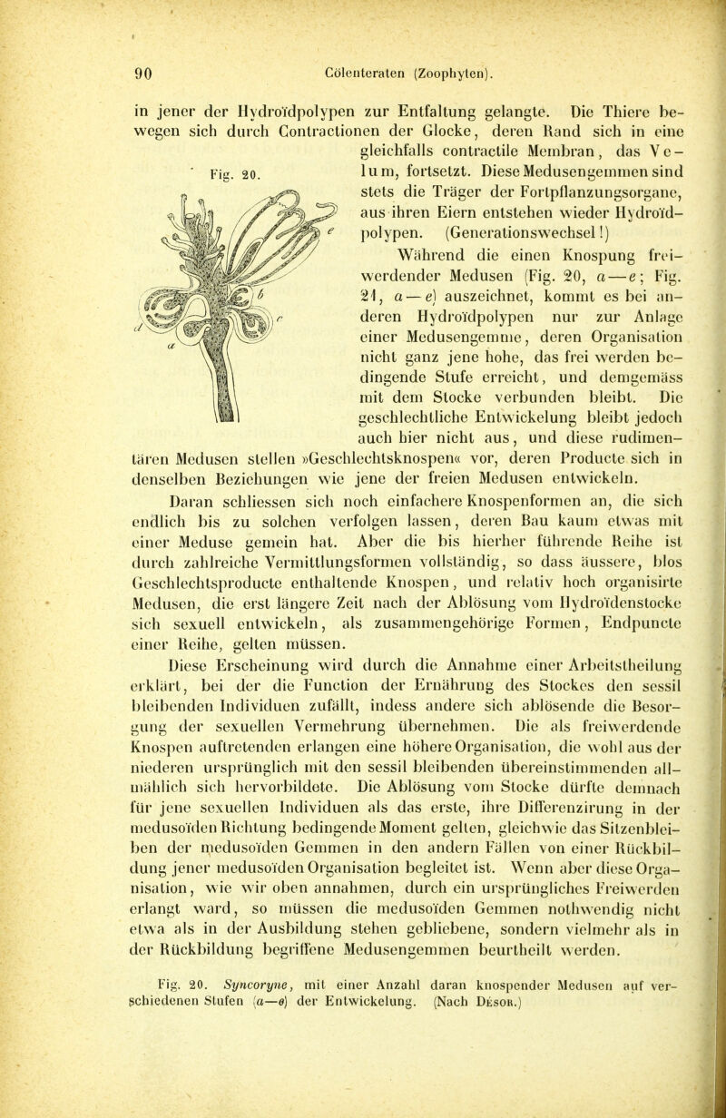 in jener der Hydroidpolypen zur Entfaltung gelangte. Die Thiere be- wegen sich durch Contractionen der Glocke, deren Rand sich in eine gleichfalls contractile Membran, das Ve-  Fig. 20. Iura, fortsetzt. Diese Medusengemmen sind stets die Träger der Forlpflanzungsorgane, aus ihren Eiern entstehen wieder Hydroid- polypen. (Generationswechsel!) Während die einen Knospung frei- werdender Medusen (Fig. 20, a — e; Fig. 21, a — e) auszeichnet, kommt es bei an- deren Hydroi'dpolypen nur zur Anlage einer Medusengemme, deren Organisation nicht ganz jene hohe, das frei werden be- dingende Stufe erreicht, und demgemäss mit dem Stocke verbunden bleibt. Die geschlechtliche Entwicklung bleibt jedoch auch hier nicht aus, und diese rudimen- tären Medusen stellen »Geschlechtsknospen« vor, deren Producte sich in denselben Beziehungen wie jene der freien Medusen entwickeln. Daran schliessen sich noch einfachere Knospenformen an, die sich endlich bis zu solchen verfolgen lassen, deren Bau kaum etwas mit einer Meduse gemein hat. Aber die bis hierher führende Reihe ist durch zahlreiche Vermittlungsformen vollständig, so dass äussere, blos Gcschlechtsproducte enthaltende Knospen, und relativ hoch organisirte Medusen, die erst längere Zeit nach der Ablösung vom Hydroidcnstocke sich sexuell entwickeln, als zusammengehörige Formen, Endpuncte einer Reihe, gelten müssen. Diese Erscheinung wird durch die Annahme einer Arbeitstheilung erklärt, bei der die Function der Ernährung des Stockes den sessil bleibenden Individuen zufällt, indess andere sich ablösende die Besor- gung der sexuellen Vermehrung übernehmen. Die als freivverdende Knospen auftretenden erlangen eine höhere Organisation, die wohl aus der niederen ursprünglich mit den sessil bleibenden übereinstimmenden all- mählich sich hervorbildete. Die Ablösung vom Stocke dürfte demnach für jene sexuellen Individuen als das erste, ihre Differenzirung in der medusoiden Richtung bedingende Moment gelten, gleichwie das Sitzenblei- ben der medusoiden Gemmen in den andern Fällen von einer Rückbil- dung jener medusoiden Organisation begleitet ist. Wenn aber diese Orga- nisation, wie wir oben annahmen, durch ein ursprüngliches Freiwerden erlangt ward, so müssen die medusoiden Gemmen nothwendig nicht etwa als in der Ausbildung stehen gebliebene, sondern vielmehr als in der Rückbildung begriffene Medusengemmen beurtheilt werden. Fig. 20. Syncoryne, mit einer Anzahl daran knospender Medusen auf ver- schiedenen Stufen (a—e) der Entwicklung. (Nach Desor.)