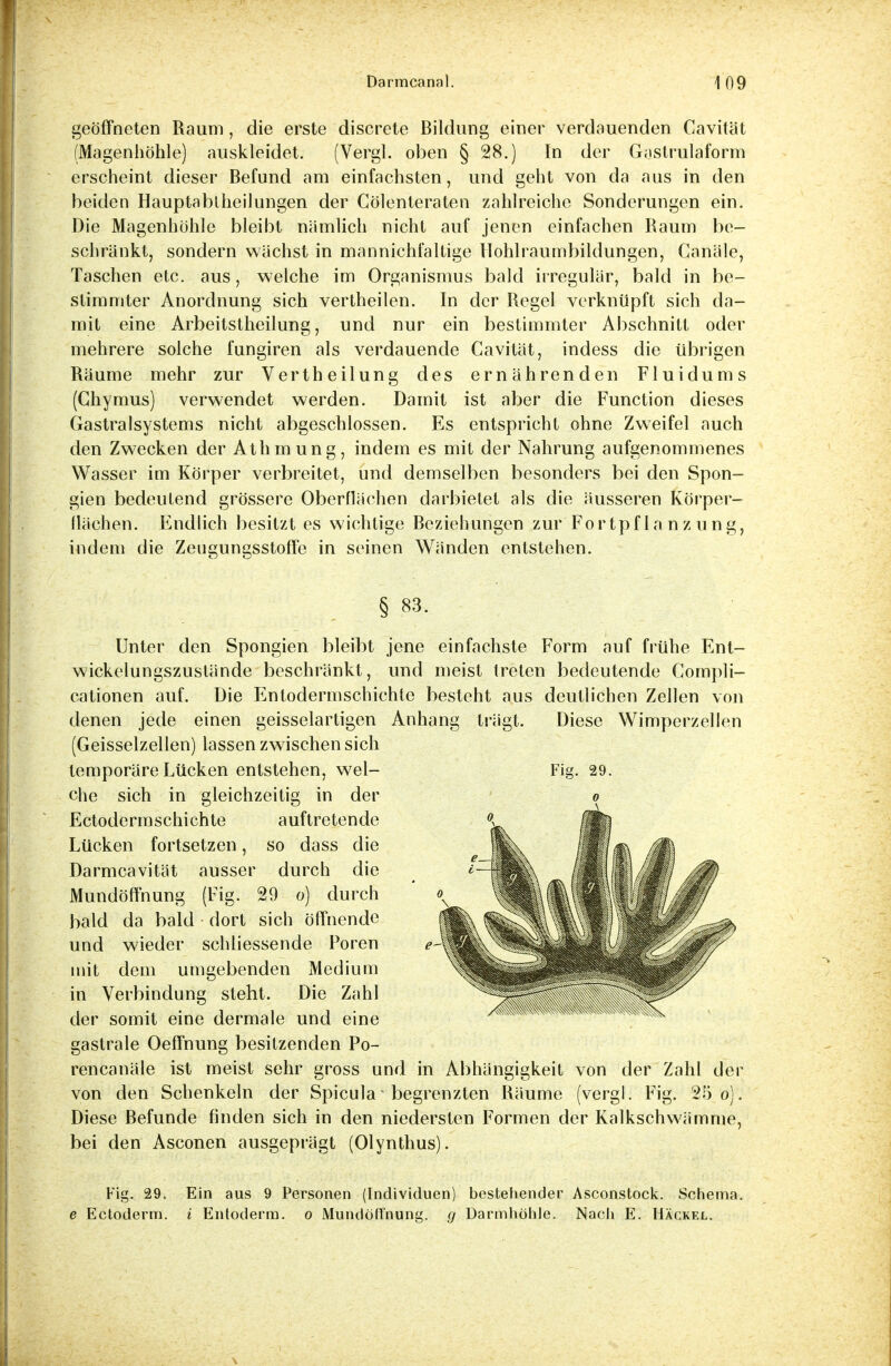geöffneten Raum, die erste discrete Bildung einer verdauenden Cavität (Magenhöhle) auskleidet. (Vergl. oben § 28.) In der Gastrulaform erscheint dieser Befund am einfachsten, und geht von da aus in den beiden Hauptabiheilungen der Gölenteraten zahlreiche Sonderungen ein. Die Magenhöhle bleibt nämlich nicht auf jenen einfachen Raum be- schränkt, sondern wächst in mannichfaltige Hohlraumbildungen, Canäle, Taschen etc. aus, welche im Organismus bald irregulär, bald in be- stimmter Anordnung sich vertheilen. In der Regel verknüpft sich da- mit eine Arbeitsteilung, und nur ein bestimmter Abschnitt oder mehrere solche fungiren als verdauende Cavität, indess die übrigen Räume mehr zur Vertheilung des ernährenden Fluidums (Chymus) verwendet werden. Damit ist aber die Function dieses Gastraisystems nicht abgeschlossen. Es entspricht ohne Zweifel auch den Zwecken der Athmung, indem es mit der Nahrung aufgenommenes Wasser im Körper verbreitet, und demselben besonders bei den Spon- gien bedeutend grössere Oberflächen darbietet als die äusseren Körper- flächen. Endlich besitzt es wichtige Beziehungen zur Fortpflanzung, indem die Zeugungsstoffe in seinen Wänden entstehen. § 83. Fia. 29. Unter den Spongien bleibt jene einfachste Form auf frühe Ent- wickelungszuslände beschränkt, und meist treten bedeutende Compli- cationen auf. Die Entodermschichie besteht aus deutlichen Zellen von denen jede einen geisselartigen Anhang trägt. Diese Wimperzellen (Geisselzellen) lassen zwischen sich temporäre Lücken entstehen, wel- che sich in gleichzeitig in der Ectodermschichte auftretende Lücken fortsetzen, so dass die Darmcavität ausser durch die Mundöffnung (Fig. 29 o) durch bald da bald dort sich öffnende und wieder schliessende Poren mit dem umgebenden Medium in Verbindung steht. Die Zahl der somit eine dermale und eine gastrale Oeffnung besitzenden Po- rencanäle ist meist sehr gross und in Abhängigkeit von der Zahl der von den Schenkeln der Spicula * begrenzten Räume (vergl. Fig. 25 o). Diese Befunde finden sich in den niedersten Formen der Kalkschwämme, bei den Asconen ausgeprägt (Olynthus). Fig. 29. Ein aus 9 Personen (Individuen) bestehender Asconstock. Schema. e Ectoderm. i Entoderm. o Mundöffnung, g Darmhöhle. Nach E. Häckel.