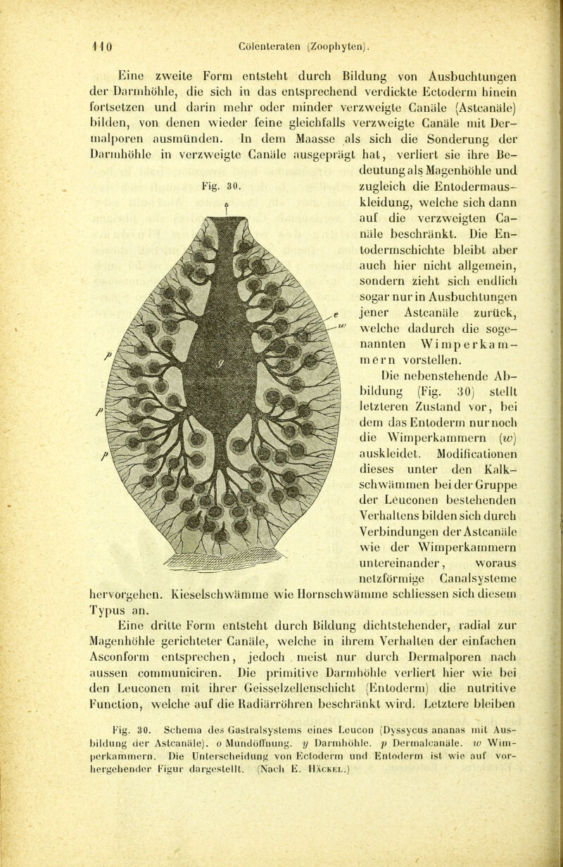 Eine zweite Form entsteht durch Bildung von Ausbuchtungen der Darmhöhle, die sich in das entsprechend verdickte Ectoderm hinein fortsetzen und darin mehr oder minder verzweigte Canäle (Astcanäle) bilden, von denen wieder feine gleichfalls verzweigte Canäle mit Der- malporen ausmünden. In dem Maasse als sich die Sonderung der Darmhöhle in verzweigte Canäle ausgeprägt hat, verliert sie ihre Be- deutung als Magenhöhle und Fig. 30. zugleich die Entodermaus- kleidung, welche sich dann auf die verzweigten Ca- näle beschränkt. Die En- todermschichte bleibt aber auch hier nicht allgemein, sondern zieht sich endlich sogar nur in Ausbuchtungen jener Astcanäle zurück, welche dadurch die soge- nannten Wiraperkam- mern vorstellen. Die nebenstehende Ab- bildum 30] stellt letzteren Zustand vor, bei dem dasEntoderm nur noch die Wimperkammern (w) auskleidet. Modifikationen dieses unter den Kalk- schwämmen bei der Gruppe der Leuconen bestehenden Verhaltens bilden sich durch Verbindungen der Astcanäle wie der Wimperkammern untereinander, woraus netzförmige Canalsysteme hervorgehen. Kieselschwämme wie Hornschwämme schliessen sich diesem Typus an. Eine dritte Form entsteht durch Bildung dichtstehender, radial zur Magenhöhle gerichteter Canäle, welche in ihrem Verhalten der einfachen Asconform entsprechen, jedoch meist nur durch Dermalporen nach aussen communiciren. Die primitive Darmhöhle verliert hier wie bei den Leuconen mit ihrer Geisseizellenschicht (Entoderm) die nutritive Function, welche auf die Radiärröhren beschränkt wird. Letztere bleiben Fig. 30. Schema des Gastraisystems eines Leucon (Dyssycus ananas mit Aus- bildung der Astcanäle). o Muhdöffnung. y Darmhöhle, p Dermalcanäle. w Wim- perkammern. Die Unterscheidung von Ectoderm und Entoderm ist wie auf vor- hergehender Figur dargestellt. (Nach E. Häckel.)