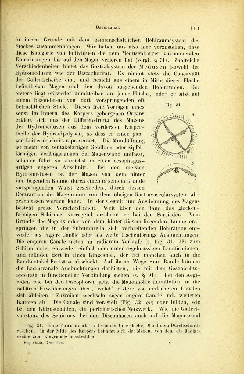 in ihrem Grunde mit dem gemeinschaftlichen Hohlraumsystem des Stockes zusammenhangen. Wir haben uns also hier vorzustellen, dass diese Kategorie von Individuen die dem Medusenkörper zukommenden Einrichtungen bis auf den Magen verloren hat (vergl. § 71). Zahlreiche Verschiedenheiten bietet das Gastraisystem der Medusen (sowohl der Hydromedusen wie der Discophoren). Es nimmt stets die Concavität der Gallertscheibe ein, und besteht aus einem in Mitte dieser Fläche befindlichen Magen und den davon ausgehenden Hohlräumen. Der erstere liegt entweder unmittelbar an jener Fläche, oder er sitzt auf einem besonderen von dort vorspringenden oft beträchtlichen Stiele. Dieses freie Vorragen eines Fig- 3i sonst im Innern des Körpers geborgenen Organs erklärt sich aus der DifTerenzirung des Magens der Hydromedusen aus dem vordersten Körper- theile der Hydroidpolypen, so dass er einen gan- zen Leibesabschnitt repräsentirt. Die Mundöffnung ist meist von tentakelartigen Gebilden oder zipfel- förmigen Verlängerungen der Magen wand uml'asst, seltener führt sie zunächst in einen oesophagus- artigen engeren Abschnitt. Bei den meisten Hydromedusen ist der Magen von dem hinter ihm liegenden Räume durch einen in seinem Grunde vorspringenden Wulst geschieden, durch dessen Contraction der Magenraum von dem übrigen Gastrovascularsystem ab- geschlossen werden kann. In der Gestalt und Ausdehnung des Magens besteht grosse Verschiedenheit. Weit über den Rand des glocken- förmigen Schirmes vorragend erscheint er bei den Sarsiaden. Vom Grunde des Magens oder von dem hinter diesem liegenden Räume ent- springen die in der Subumbrella sich verbreitenden Hohlräume ent- weder als engere Canäle oder als weite taschenförmige Ausbuchtungen. Die engeren Canäle treten in radiärem Verlaufe (s. Fig. 31. 32) zum Schirmrande, entweder einfach oder unter regelmässigen Ramificatiönen, und münden dort in einen Ringcanal, der bei manchen auch in die Randtentakel Fortsätze abschickt. Auf ihrem Wege zum Rande können die Radiärcanäle Ausbuchtungen darbieten , die mit dem Geschlechts- apparate in functioneller Verbindung stehen (s. § 91). Bei den Aegi- niden wie bei den Discophoren geht die Magenhöhle unmittelbar in die radiären Erweiterungen über, welch1 letztere von einfacheren Canälen sich ableiten. Zuweilen wechseln sogar engere Canäle mit weiteren Räumen ab. Die Canäle sind verästelt (Fig. 32. gv) oder bilden, wie bei den Rhizostomiden, ein peripherisches Netzwerk. Wie die Gallert- substanz des Schirmes bei den Discophoren auch auf die Magen wand Fig. 31. Eine Thaumantias A von der Unterfläohe, B auf dem Durchschnitte gesellen. In der Mitte des Körpers befindet sich der Magen, von dem die Radiär- canäle zum Ringcanale ausstrahlen. Gegenbaur, Grundriss. 8