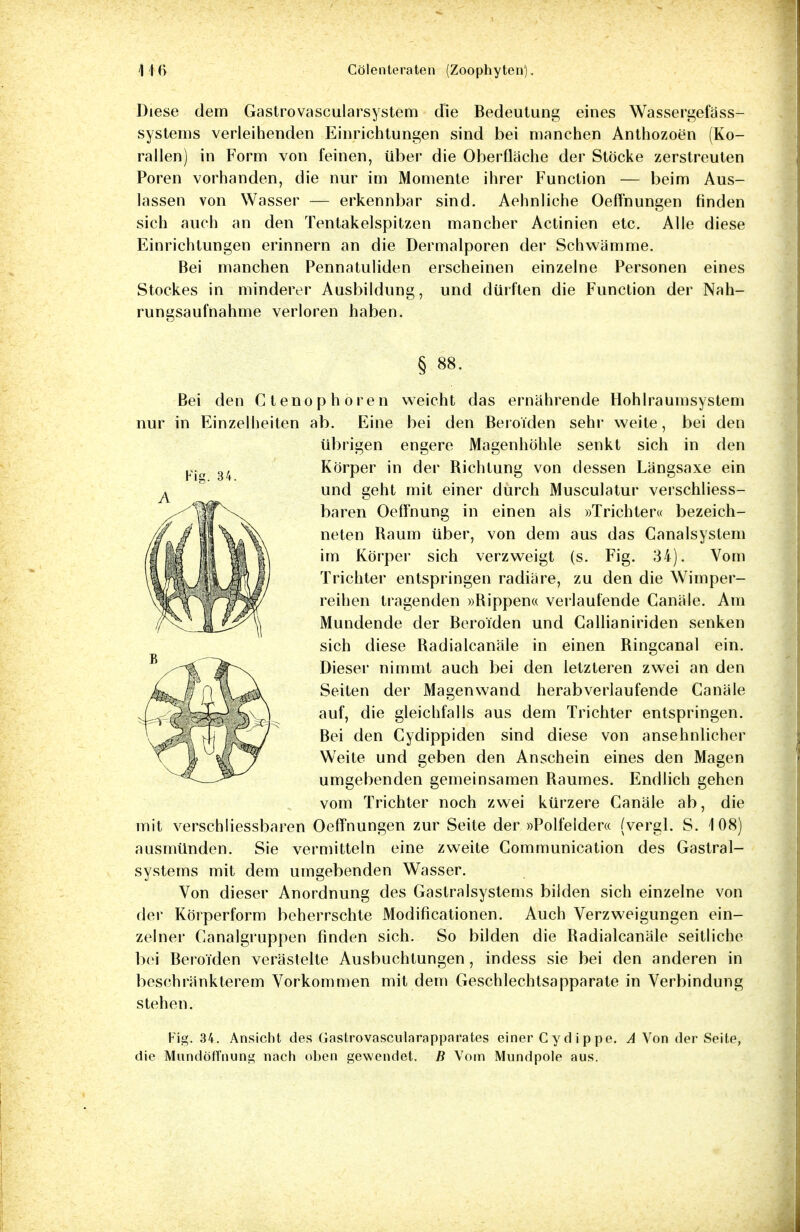 Diese dem Gastrovascularsystem die Bedeutung eines Wassergefäss- systems verleihenden Einrichtungen sind bei manchen Anthozoen (Ko- rallen) in Form von feinen, über die Oberfläche der Stöcke zerstreuten Poren vorhanden, die nur im Momente ihrer Function — beim Aus- lassen von Wasser — erkennbar sind. Aehnliche Oeffnungen finden sich auch an den Tentakelspitzen mancher Actinien etc. Alle diese Einrichtungen erinnern an die Dermalporen der Schwämme. Bei manchen Pennatuliden erscheinen einzelne Personen eines Stockes in minderer Ausbildung, und dürften die Function der Nah- rungsaufnahme verloren haben. § 88- Bei den Ctenophoren weicht das ernährende Hohlraumsystem nur in Einzelheiten ab. Eine bei den Beroiden sehr weite, bei den übrigen engere Magenhöhle senkt sich in den Körper in der Richtung von dessen Längsaxe ein und geht mit einer durch Musculatur verschliess- baren Oeffnung in einen ais »Trichter« bezeich- neten Raum über, von dem aus das Canalsystem im Körper sich verzweigt (s. Fig. 34). Vom Trichter entspringen radiäre, zu den die Wimper- reihen tragenden »Rippen« verlaufende Canäle. Am Mundende der Beroiden und Callianiriden senken sich diese Radialcanäle in einen Ringcanal ein. Dieser nimmt auch bei den letzteren zwei an den Seiten der Magenwand herabverlaufende Canäle auf, die gleichfalls aus dem Trichter entspringen. Bei den Cydippiden sind diese von ansehnlicher Weite und geben den Anschein eines den Magen umgebenden gemeinsamen Raumes. Endlich gehen vom Trichter noch zwei kürzere Canäle ab, die mit verschliessbaren Oeffnungen zur Seite der »Polfelder« (vergl. S. 108) ausmünden. Sie vermitteln eine zweite Communication des Gastrai- systems mit dem umgebenden Wasser. Von dieser Anordnung des Gastraisystems bilden sich einzelne von der Körperform beherrschte Modifikationen. Auch Verzweigungen ein- zelner Canalgruppen finden sich. So bilden die Radialcanäle seitliche bei Beroiden verästelte Ausbuchtungen, indess sie bei den anderen in beschränkterem Vorkommen mit dem Geschlechtsapparate in Verbindung stehen. Fig. 34. Ansicht des Gastrovascularapparates einer Cydippe. A Von der Seite, die MundöfTnung nach oben gewendet. B Vom Mundpole aus.