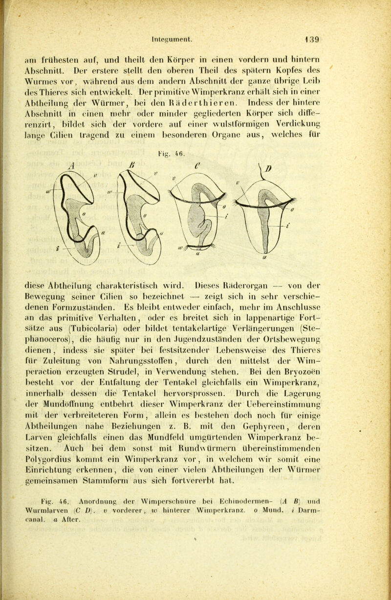 am frühesten auf, und theilt den Körper in einen vordem und hintern Abschnitt. Der erstere stellt den oberen Theil des spätem Kopfes des Wurmes vor, während aus dem andern Abschnitt der ganze übrige Leib desThieres sich entwickelt. Der primitive Wimperkranz erhält sich in einer Abtheilung der Würmer, bei den Räderthieren. Indess der hintere Abschnitt in einen mehr oder minder gegliederten Körper sich diffe- renzirt, bildet sich der vordere auf einer wulstförmigen Verdickung lange Cilien tragend zu einem besonderen Organe aus, welches für diese Abtheilung charakteristisch wird. Dieses Räderorgan — von der Bewegung seiner Cilien so bezeichnet — zeigt sich in sehr verschie- denen Formzuständen. Es bleibt entweder einfach, mehr im Anschlüsse an das primitive Verhalten, oder es breitet sich in lappenartige Fort- sätze aus (Tubicolaria) oder bildet tentakelartige Verlängerungen (Ste- phanoceros), die häutig nur in den Jugendzuständen der Ortsbewegung dienen, indess sie später bei festsitzender Lebensweise des Thieres für Zuleitung von Nahrungsstoffen, durch den mittelst der Wim- peraction erzeugten Strudel, in Verwendung stehen. Bei den Bryozoen besteht vor der Entfaltung der Tentakel gleichfalls ein Wimperkranz, innerhalb dessen die Tentakel hervorsprossen. Durch die Lagerung der Mundöffnung entbehrt dieser Wimperkranz der Uebereinstimmung mit der verbreiteteren Form , allein es bestehen doch noch für einige Abtheilungen nahe Beziehungen z. B. mit den Gephyreen, deren Larven gleichfalls einen das Mundfeld umgürtenden Wimperkranz be- sitzen. Auch bei dem sonst mit Rundwürmern Ubereinstimmenden Polygordius kommt ein Wimperkranz vor, in welchem wir somit eine Einrichtung erkennen, die von einer vielen Abtheilungen der Würmer gemeinsamen Stammform aus sich fortvererbt hat. Fig. 46. Anordnung der Wimperschnüre bei Echinodermen- [A B) und Wurmlarven (C D). v vorderer, w hinterer Wimperkranz, o Mund, i Darm- canal. a After. Fig. 46. w