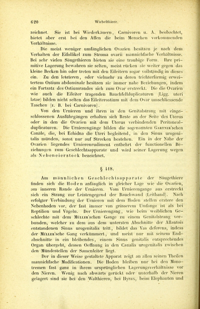 zeichnet. Sie ist bei Wiederkäuern, Carnivoren u. A. beobachtet, bietet aber erst bei den Affen die beim Menschen vorkommenden Verhältnisse. Die meist weniger umfänglichen Ovarien besitzen je nach dem Verhalten der Eifollikel zum Stroma ovarii mannichfache Verhältnisse. Bei sehr vielen Säugethieren bieten sie eine traubige Form. Ihre pri- mitive Lagerung bewahren sie selten, meist rücken sie weiter gegen das kleine Becken hin oder treten mit den Eileitern sogar vollständig in dieses ein. Zu den letzteren, oder vielmehr zu deren trichterförmig erwei- tertem Ostium abdominale besitzen sie immer nahe Beziehungen, indem ein Fortsatz des Ostiumrandes sich zum Ovar erstreckt. Die die Ovarien wie auch die Eileiter tragenden Bauchfei Iduplicaluren (Ligg. uteri latae) bilden nicht selten das Eileiterostium mit dem Ovar umschlicssendc Taschen (z. B. bei Garnivoren). Von den Urnieren und ihren in den Genitalstrang mit einge- schlossenen Ausführgängen erhalten sich Reste an der Seile des Uterus oder in den die Ovarien mit dem Uterus verbindenden Peritoncal- duplicaturen. Die Urnierengänge bilden die sogenannten GARTNER'schen Canäle, die, bei Echidna die Uteri begleitend, in den Sinus urogeni- talis münden, sonst nur auf Strecken bestehen. Ein in der Nähe der Ovarien liegendes Urnierenrudiment entbehrt der functionellen Be- ziehungen zum Geschlechtsapparate und wird seiner Lagerung wegen als Nebeneier stock bezeichnet. § 418. Am männlichen Geschlechtsapparate der Säugethiere finden sich die Hoden anfänglich in gleicher Lage wie die Ovarien, am inneren Rande der Urnieren. Vom Urnierengänge aus erstreckt sich ein Strang zur Leistengegend der Bauchwand (Leitband). Nach erfolgter Verbindung der Urnieren mit dem Hoden stellen erstere den Nebenhoden vor, der fast immer von grösserem Umfange ist als bei Reptilien und Vögeln. Der Urnierengang, wie beim weiblichen Ge- schlechte mit dem MüLLEit'schen Gange zu einem Genita istrang ver- bunden, welcher zu dem aus dem untersten Abschnitte der Allanlois entstandenen Sinus urogenitalis tritt, bildet das Vas deferens, indess der MüLLER'sche Gang verkümmert, und meist nur mit seinem End- abschnitte in ein bleibendes, einem Sinus genitalis entsprechendes Organ übergeht, dessen Oeffnung in den Canalis urogenitalis zwischen den Mündestellen der Samenleiter liegt. Der in dieser Weise gestaltete Apparat zeigt an allen seinen Theilen mannichfache Modifikationen. Die Hoden bleiben nur bei den Mono- tremen fast ganz in ihrem ursprünglichen Lagerungsverhältnisse vor den Nieren. Wenig nach abwärts gerückt oder unterhalb der Nieren gelagert sind sie bei den Walthieren, bei Hyräx, beim Elephanten und
