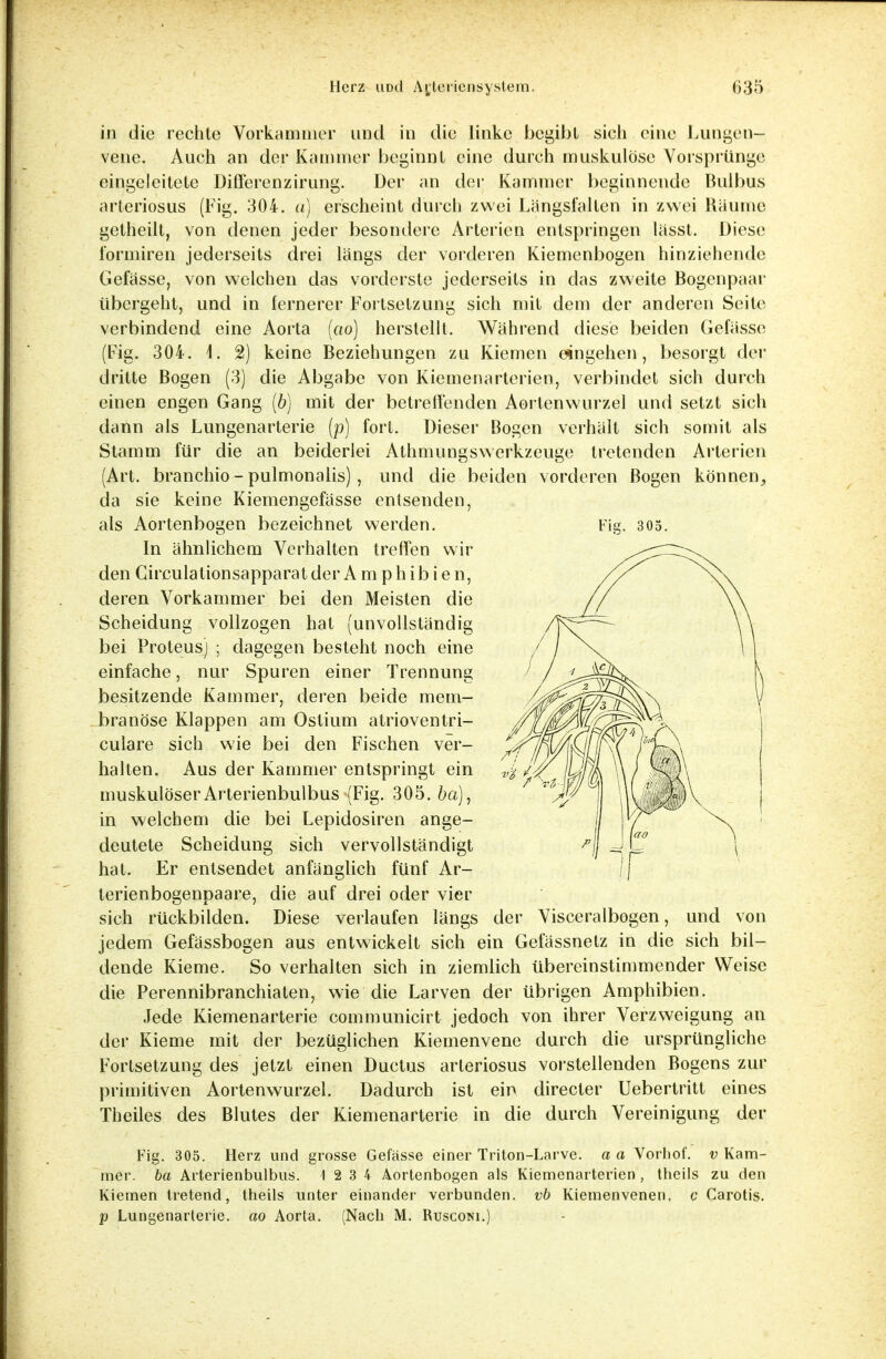 Fig. 305. in die rechte Vorkammer und in die linke begibt sich eine Lungen- vene. Auch an der Kammer beginnt eine durch muskulöse Vorsprünge eingeleitete Differenzirung. Der an der Kammer beginnende Bulbus arteriosus (Fig. 304. «) erscheint durch zwei Längsfalten in zwei Räume getheilt, von denen jeder besondere Arterien entspringen lässt. Diese ibrmiren jederseits drei längs der vorderen Kiemenbogen hinziehende Gefässe, von welchen das vorderste jederseits in das zweite Bogcnpaar Ubergeht, und in fernerer Fortsetzung sich mit dem der anderen Seite verbindend eine Aorta (ao) herstellt. Während diese beiden Gefässe (Fig. 304. \. 2) keine Beziehungen zu Kiemen eingehen, besorgt der dritte Bogen (3) die Abgabe von Kiemenarterien, verbindet sich durch einen engen Gang (b) mit der betreffenden Aortenwurzel und setzt sich dann als Lungenarterie (p) fort. Dieser Bogen verhält sich somit als Stamm für die an beiderlei Athmungswerkzeuge tretenden Arterien (Art. branchio-pulmonalis), und die beiden vorderen Bogen können, da sie keine Kiemengefässe entsenden, als Aortenbogen bezeichnet werden. In ähnlichem Verhalten treffen wir den Circulationsapparat der Amphibien, deren Vorkammer bei den Meisten die Scheidung vollzogen hat (unvollständig bei Proteus) ; dagegen besteht noch eine einfache, nur Spuren einer Trennung besitzende Kammer, deren beide mem- branöse Klappen am Ostium atrioventri- culare sich wie bei den Fischen ver- halten. Aus der Kammer entspringt ein muskulöser Arterienbulbus (Fig. 305. ba)1 in welchem die bei Lepidosiren ange- deutete Scheidung sich vervollständigt hat. Er entsendet anfänglich fünf Ar- terienbogenpaare, die auf drei oder vier sich rückbilden. Diese verlaufen längs der Visceralbogen, und von jedem Gefässbogen aus entwickelt sich ein Gefässnetz in die sich bil- dende Kieme. So verhalten sich in ziemlich übereinstimmender Weise die Perennibranchiaten, wie die Larven der übrigen Amphibien. Jede Kiemenarterie communicirt jedoch von ihrer Verzweigung an der Kieme mit der bezüglichen Kiemenvene durch die ursprüngliche Fortsetzung des jetzt einen Ductus arteriosus vorstellenden Bogens zur primitiven Aortenwurzel. Dadurch ist ein directer Uebertritt eines Theiles des Blutes der Kiemenarterie in die durch Vereinigung der Fig. 305. Herz und grosse Gefässe einer Triton-Larve, a a Vorhof. v Kam- mer, ba Arterienbulbus. 12 3 4 Aortenbogen als Kiemenarterien , theils zu den Kiemen tretend, theils unter einander verbunden, vb Kiemenvenen, c Carotis, p Lungenarlerie. ao Aorta. (Nach M. Rusconi.)