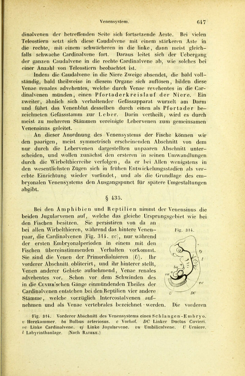 dinalvenen der betreffenden Seite sich fortsetzende Aeste. Bei vielen Teleostiern setzt sich diese Caudalvene mit einem stärkeren Aste in die rechte, mit einem schwächeren in die Jinke, dann meist gleich- falls schwache Cardinalvene fort. Daraus leitet sich der Uebergang der ganzen Caudalvene in die rechte Cardinalvene ab, wie solches bei einer Anzahl von Teleostiern beobachtet ist. Indem die Caudalvene in die Niere Zweige absendet, die bald voll- ständig, bald theilweise in diesem Organe sich auflösen, bilden diese Venae renales advehentes, welche durch Venae revehentes in die Car- dinalvenen münden, einen Pfortaderkreislauf .der Niere. Ein zweiter, ähnlich sich verhaltender Gefässapparat wurzelt am Darm und führt das Venenblut desselben du ich einen als Pfortader be- zeichneten Gefässstamm zur Leber. Darin vertheilt, wird es durch meist zu mehreren Stämmen vereinigle Lebervenen zum gemeinsamen Venensinus geleitet. An dieser Anordnung des Venensyslems der Fische können wir den paarigen, meist symmetrisch erscheinenden Abschnitt von dem nur durch die Lebervenen dargestellten unpaaren Abschnitt unter- scheiden, und wollen zunächst den ersteren in seinen Umwandlungen durch die Wirbelthierreihe verfolgen, da er bei Allen wenigstens in den wesentlichsten Zügen sich in frühen Entwickelungsstadien als ver- erbte Einrichtung wieder vorfindet, und als die Grundlage des em- bryonalen Venensystems den Ausgangspunct für spätere Umgestaltungen abgibt. § 435. Bei den Amphibien und Beptilien nimmt der Venensinus die beiden Jugularvenen auf, welche das gleiche Ursprungsgebiet wie bei den Fischen besitzen. Sie persistiren von da an bei allen Wirbelthieren, während das hintere Venen- Fig. 314. paar, die Cardinalvenen (Fig. 314. vc), nur während der ersten Embryonalperioden in einem mit den Fischen übereinstimmenden Verhalten vorkommt. Sie sind die Venen der Primordialnieren (£/). Ihr vorderer Abschnitt obliterirt, und ihr hinterer stellt, Venen anderer Gebiete aufnehmend, Venae renales advehentes vor. Schon vor dem Schwinden des in die CuviER'schen Gänge einmündenden Theiles der Cardinalvenen entstehen bei den Reptilien vier andere Stämme, welche vorzüglich Intercostalvenen auf- nehmen und als Venae vertebrales bezeichnet werden. Die vorderen Fig. 314. Vorderer Abschnitt des Venensystems eines Schlangen-Embryo. v Herzkammer, ba Bulbus arteriosus. c Vorhof. DC Linker Ductus Cnvieri. vc Linke Cardinalvene. vj Linke Jugularvene. vu Umbilicalvene. U Urniere. I Labyrinthanlage. [Nach Rathke.)