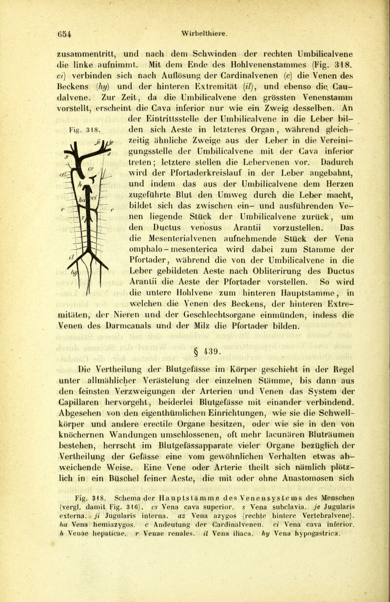 zusammentritt, und nach dem Schwinden der rechten Umbilicalvene die linke aufnimmt. Mit dem Ende des Hohlvenenstammes (Fig. 318. ci) verbinden sich nach Auflösung der Cardinalvenen (c) die Venen des Beckens (%) und der hinteren Extremität [ü% und ebenso die Cau- dalvene. Zur Zeit, da die Umbilicalvene den grössten Venenstamm vorstellt, erscheint die Cava inferior nur wie ein Zweig desselben. An der Eintrittsstelle der Umbilicalvene in die Leber bil- den sich Aeste in letz leres Organ , während gleich- zeitig ähnliche Zweige aus der Leber in die Vereini- gungsstelle der Umbilicalvene mit der Cava inferior treten; letztere stellen die Lebervenen vor. Dadurch wird der Pfortaderkreislauf in der Leber angebahnt, und indem das aus der Umbilicalvene dem Herzen zugeführte Blut den Umweg durch die Leber macht, bildet sich das zwischen ein- und ausführenden Ve- nen liegende Stück der Umbilicalvene zurück, um den Ductus venosus Arantii vorzustellen. Das die Mesenterialvenen aufnehmende Stück der Vena omphalo-mesenterica wird dabei zum Stamme der Pfortader, während die von der Umbilicalvene in die Leber gebildeten Aeste nach Oblilerirung des Ductus Arantii die Aeste der Pfortader vorstellen. So wird die untere Hohlvene zum hinteren Hauptstamme, in welchen die Venen des Beckens, der hinteren Extre- mitäten, der Nieren und der Geschlechtsorgane einmünden, indess die Venen des Darmcanals und der Milz die Pfortader bilden. § 439. Die Vertheilung der Blutgefässe im Körper geschieht in der Regel unter allmählicher Verästelung der einzelnen Stämme, bis dann aus den feinsten Verzweigungen der Arterien und Venen das System der Capillaren hervorgeht, beiderlei Blutgefässe mit einander verbindend. Abgesehen von den eigenthümlichen Einrichtungen, wie sie die Schwell- körper und andere erectile Organe besitzen, oder wie sie in den von knöchernen Wandungen umschlossenen, oft mehr lacunären Bluträumen bestehen, herrscht im Blutgefässapparate vieler Organe bezüglich der Vertheilung der Gefässe eine vom gewöhnlichen Verhalten etwas ab- weichende Weise. Eine Vene oder Arterie theilt sich nämlich plötz- lich in ein Büschel feiner Aeste, die mit oder ohne Anastomosen sich Fig. 34 8. Schemader Haupt stamme des Venensystems des Menschen (vergL damit Fig. 316). es Vena cava superior. s Vena subclavia, je Jugularis externa, jt Jugularis interna, az Vena azygos (rechte hintere Vertebralvene). ha Vena hemiazygos. c Andeutung der Cardinalvenen. ci Vena cava inferior. h Venae hepaticae. r Venae renales, il Vena iliaca. hy Vena hypogastrica.