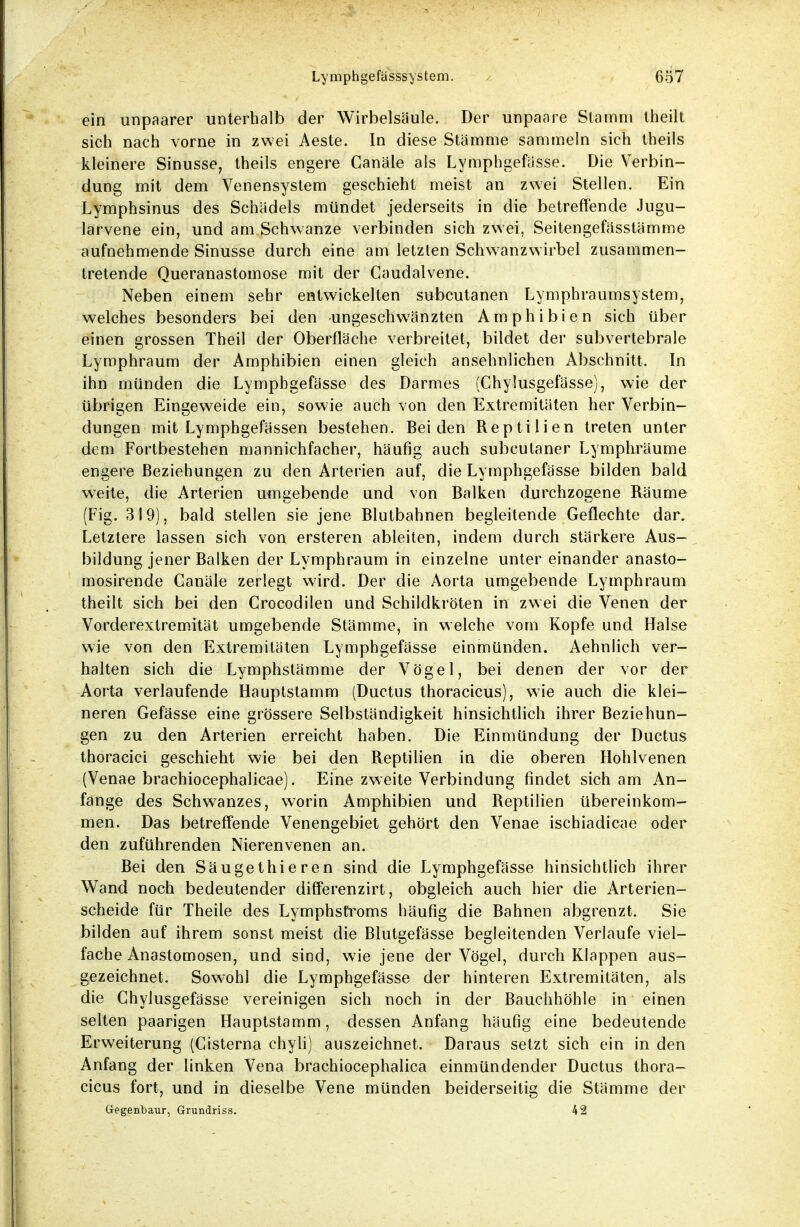 ein unpaarer unterhalb der Wirbelsäule. Der unpaare Stamm theilt sich nach vorne in zwei Aeste. In diese Stämme sammeln sich theils kleinere Sinusse, theils engere Canäle als Lymphgefässe. Die Verbin- dung mit dem Venensystem geschieht meist an zwei Stellen. Ein Lymphsinus des Schädels mündet jederseits in die betreffende Jugu- larvene ein, und am Schwänze verbinden sich zwei, Seitengefässtämme aufnehmende Sinusse durch eine am letzten Schwanzwirbel zusammen- tretende Queranastomose mit der Gaudalvene. Neben einem sehr entwickelten subcutanen Lymphraumsystem, welches besonders bei den ungeschwänzten Amphibien sich über einen grossen Theil der Oberfläche verbreitet, bildet der subvertebrale Lymphraum der Amphibien einen gleich ansehnlichen Abschnitt. In ihn münden die Lymphgefässe des Darmes (Chylusgefässe), wie der übrigen Eingeweide ein, sowie auch von den Extremitäten her Verbin- dungen mit Lymphgefässen bestehen. Beiden Reptilien treten unter dem Fortbestehen mannichfacher, häufig auch subcutaner Lymphräume engere Beziehungen zu den Arterien auf, die Lymphgefässe bilden bald weite, die Arterien umgebende und von Balken durchzogene Räume (Fig. 319), bald stellen sie jene Blutbahnen begleitende Geflechte dar. Letztere lassen sich von ersteren ableiten, indem durch stärkere Aus- bildung jener Balken der Lymphraum in einzelne unter einander anasto- mosirende Canäle zerlegt wird. Der die Aorta umgebende Lymphraum theilt sich bei den Crocodilen und Schildkröten in zwei die Venen der Vorderextremität umgebende Stämme, in welche vom Kopfe und Halse wie von den Extremitäten Lymphgefässe einmünden. Aehnlich ver- halten sich die Lymphslämme der Vögel, bei denen der vor der Aorta verlaufende Hauptstamm (Ductus thoracicus), wie auch die klei- neren Gefässe eine grössere Selbständigkeit hinsichtlich ihrer Beziehun- gen zu den Arterien erreicht haben. Die Einmündung der Ductus thoracici geschieht wie bei den Reptilien in die oberen Hohlvenen (Venae brachiocephalicae). Eine zweite Verbindung findet sich am An- fange des Schwanzes, worin Amphibien und Reptilien übereinkom- men. Das betreffende Venengebiet gehört den Venae ischiadicae oder den zuführenden Nierenvenen an. Bei den Säugethieren sind die Lymphgefässe hinsichtlich ihrer Wand noch bedeutender differenzirt, obgleich auch hier die Arterien- scheide für Theile des Lymphstroms häufig die Bahnen abgrenzt. Sie bilden auf ihrem sonst meist die Blutgefässe begleitenden Verlaufe viel- fache Anastomosen, und sind, wie jene der Vögel, durch Klappen aus- gezeichnet. Sowohl die Lymphgefässe der hinteren Extremitäten, als die Chylusgefässe vereinigen sich noch in der Bauchhöhle in einen selten paarigen Hauptstamm, dessen Anfang häufig eine bedeutende Erweiterung (Cisterna chyli) auszeichnet. Daraus setzt sich ein in den Anfang der linken Vena brachiocephalica einmündender Ductus thora- cicus fort, und in dieselbe Vene münden beiderseitig die Stämme der Gegenbaur, Grundriss. 42