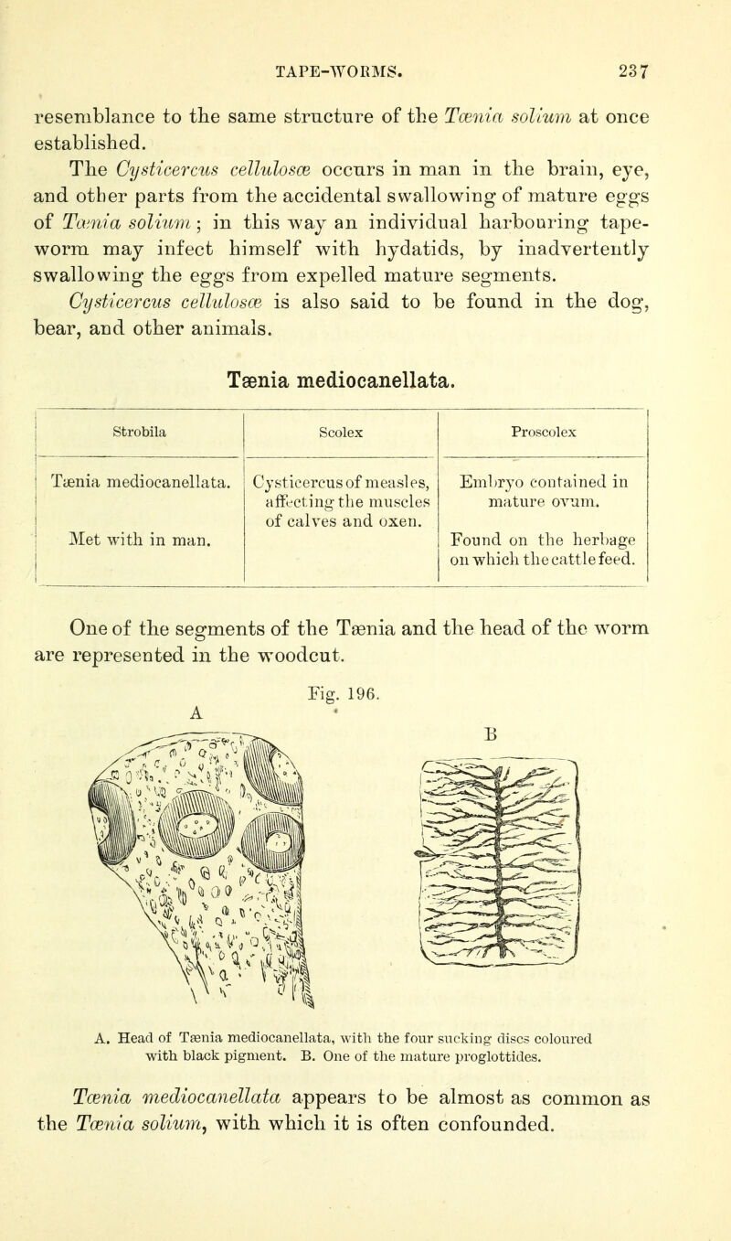 resemblance to the same structure of the Taenia solium at once established. The Cysticercus celluloses occurs in man in the brain, eye, and other parts from the accidental swallowing of matnre eggs of Tamia solium; in this way an individual harbouring tape- worm may infect himself with hydatids, by inadvertently swallowing the eggs from expelled mature segments. Cysticercus cellulosm is also said to be found in the dog, bear, and other animals. Taenia mediocanellata. Strobila Scolex Proscolex Taenia mediocanellata. Met with in man. Cysticercus of measles, affecting the muscles of calves and oxen. Emhryo contained in mature ovum. Found on the herbage on -which the cattle feed. One of the segments of the Taenia and the head of the worm are represented in the woodcut. Fig. 196. A A. Head of Taenia mediocanellata, with the four sucking discs coloured with black pigment. B. One of the mature proglottides. Tcenia mediocanellata appears to be almost as common as the Tcenia solium^ with which it is often confounded.